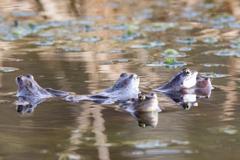 Die Moorfrösche im Pietzmoor Schneverdingen in der Lüneburger Heide im Frühling