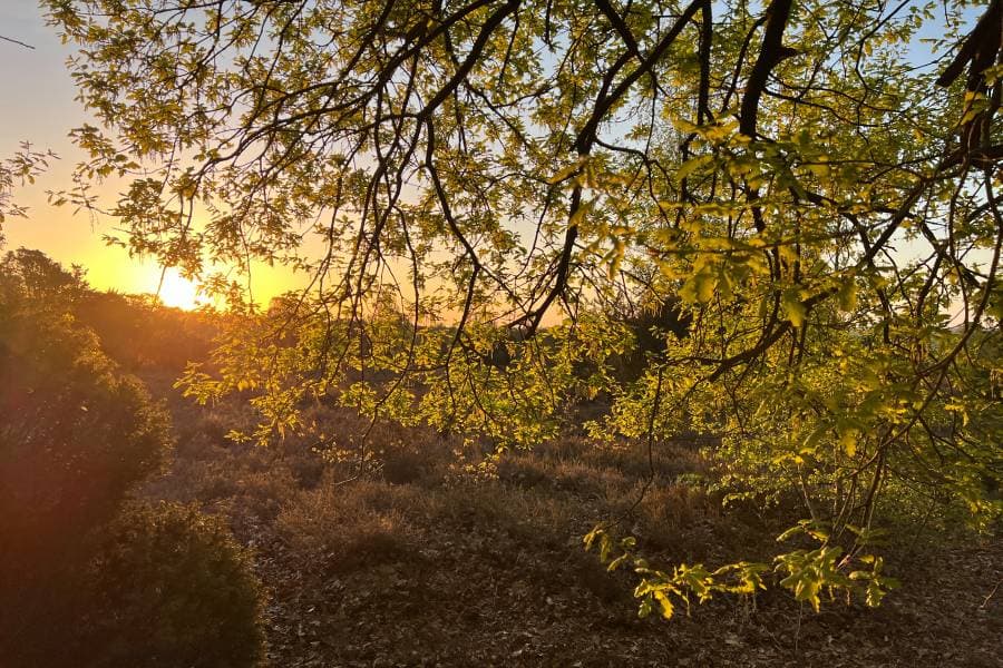 Sonnenaufgang am Wietzer Berg