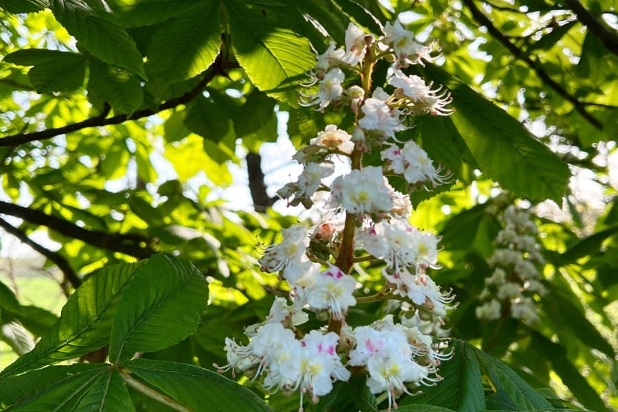 Kastanienblüte auf der Heideschleife Müden