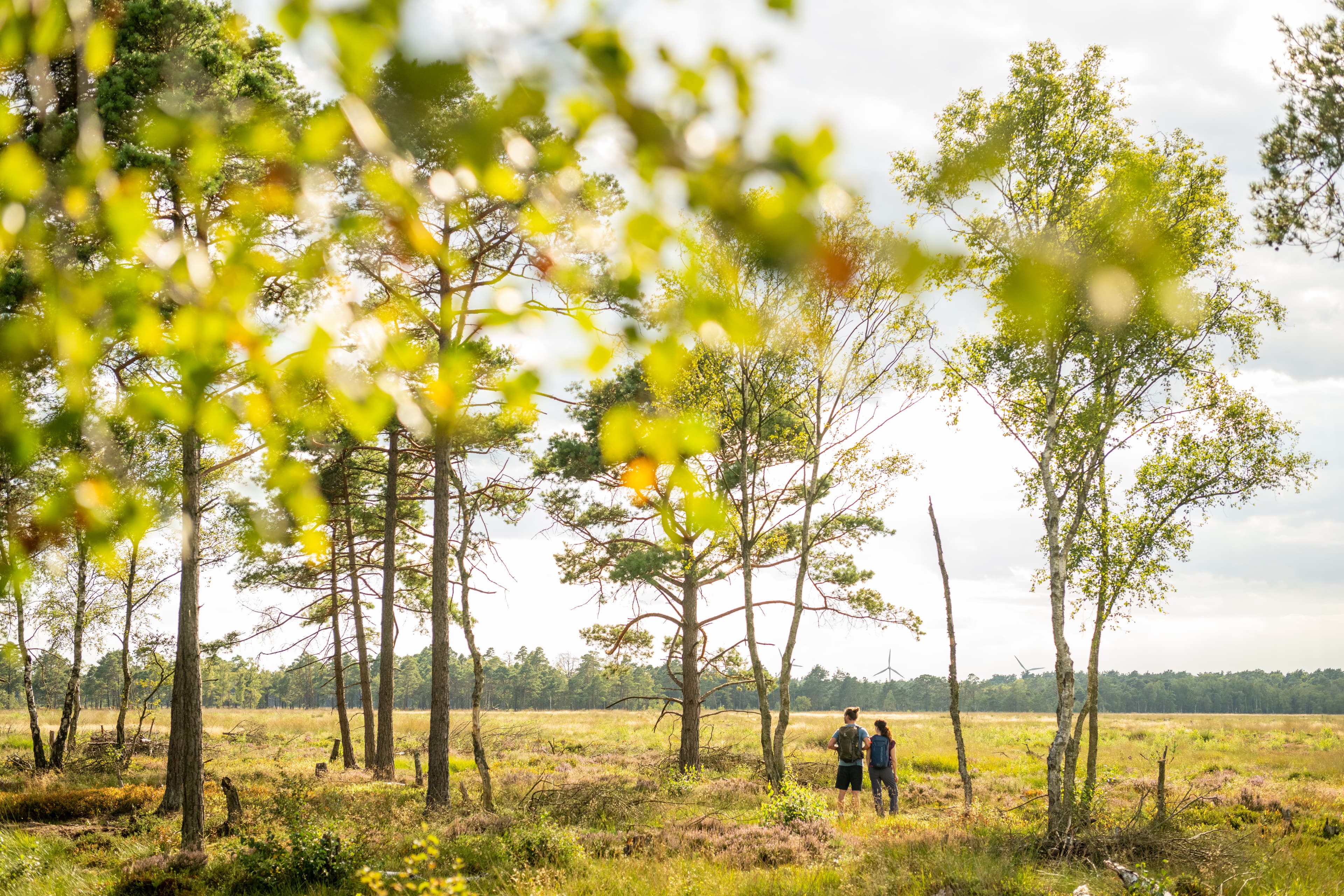 Variante 5 des Heidschnuckenweges Pietzmoor Schneverdingen