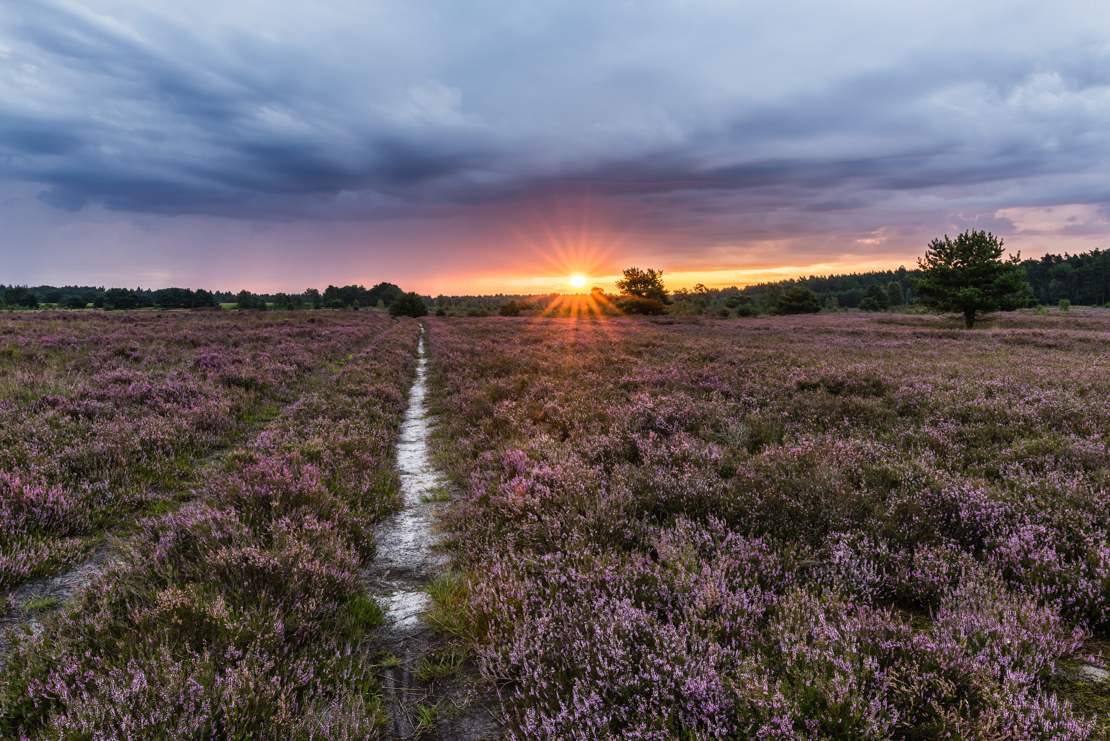 Sonnenuntergang in der Behringer Heide am Heidschnuckenweg