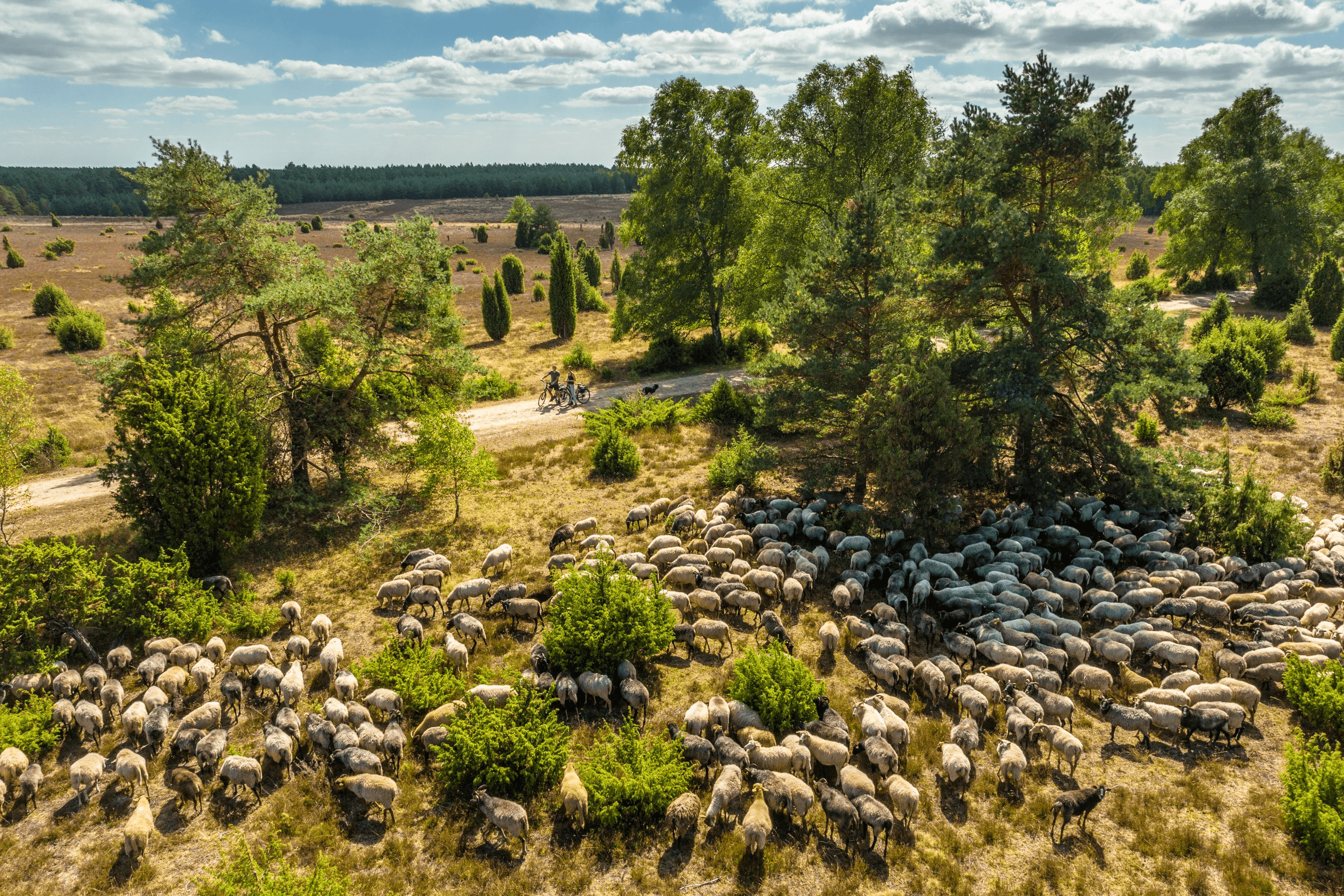 Heidschnucken Herde im Tiefental bei HermannsburgHerd of Heidschnucken in the Tiefental valley near HermannsburgHeidschnucken-flokken i Tiefental-dalen nær HermannsburgKudde Heidschnucken in het Tiefental bij Hermannsburg
