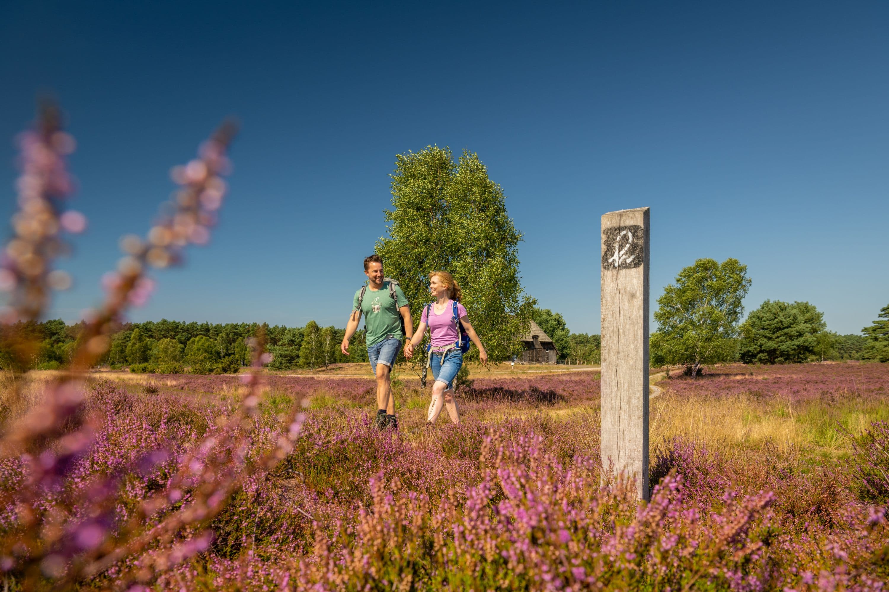 Weseler Heide Undeloh Wanderer Heideschleife Heidschnuckenweg