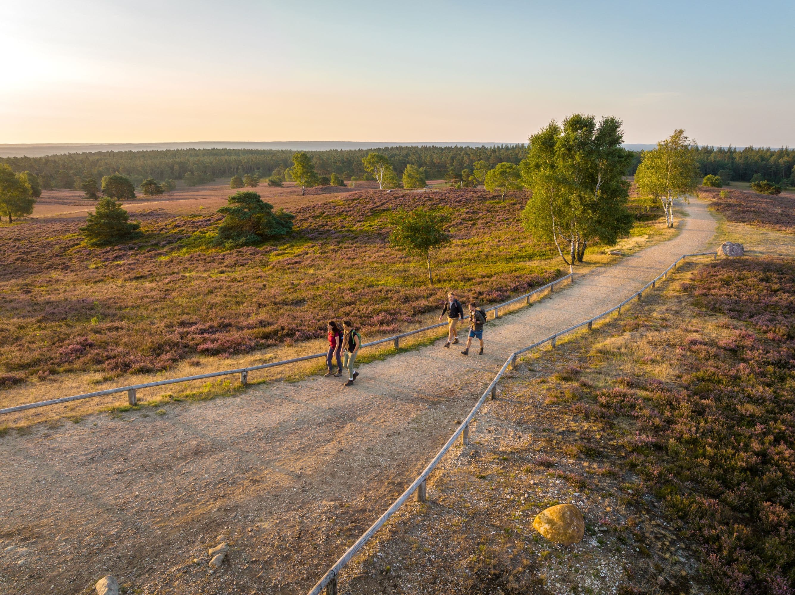 Brunsberg Sprötze wandern Heideblüte Heidschnuckenweg