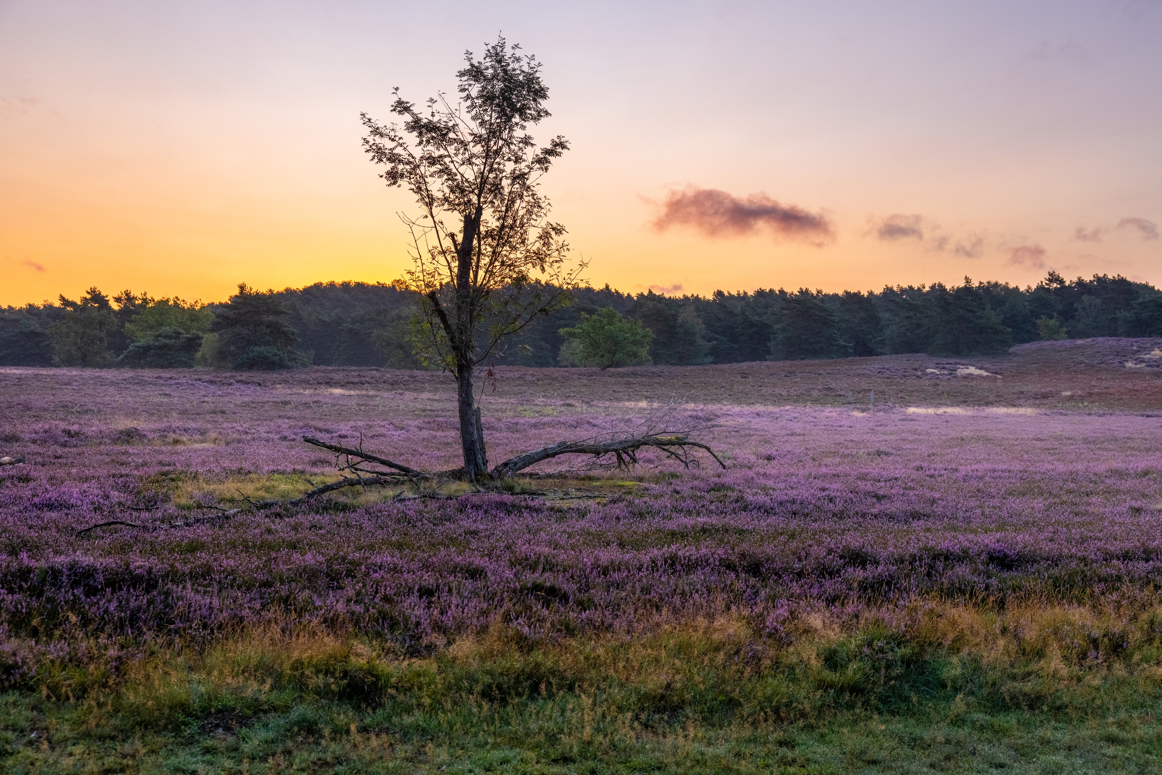 Abendstimmung in der Fischbeker Heide