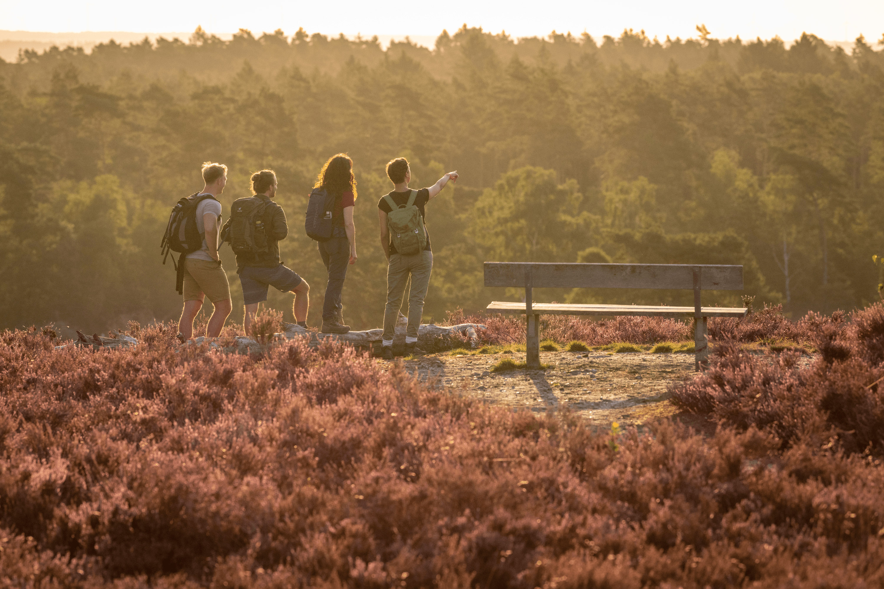 Ausblickspunkt über Heidefläche