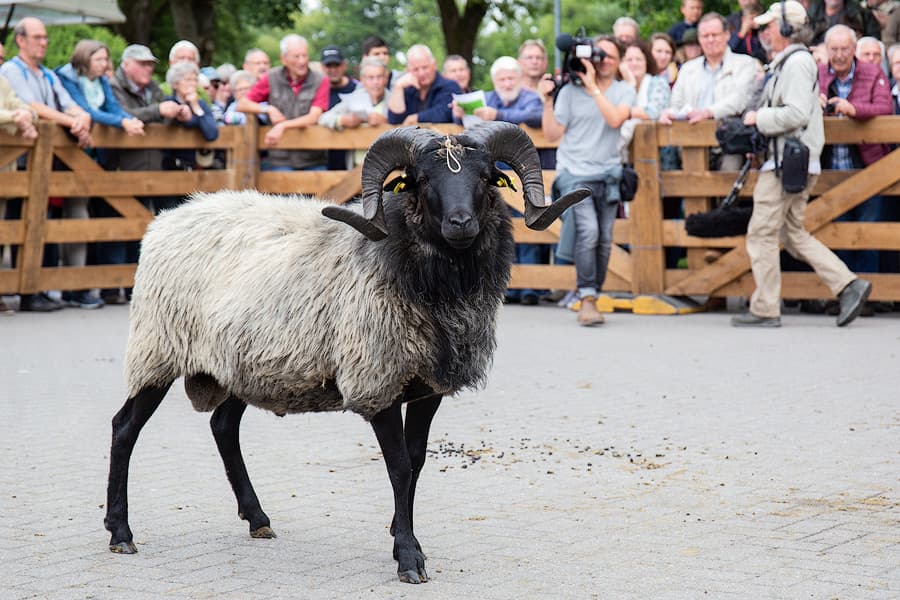 eine Heidschnucke steht allein auf einem Platz