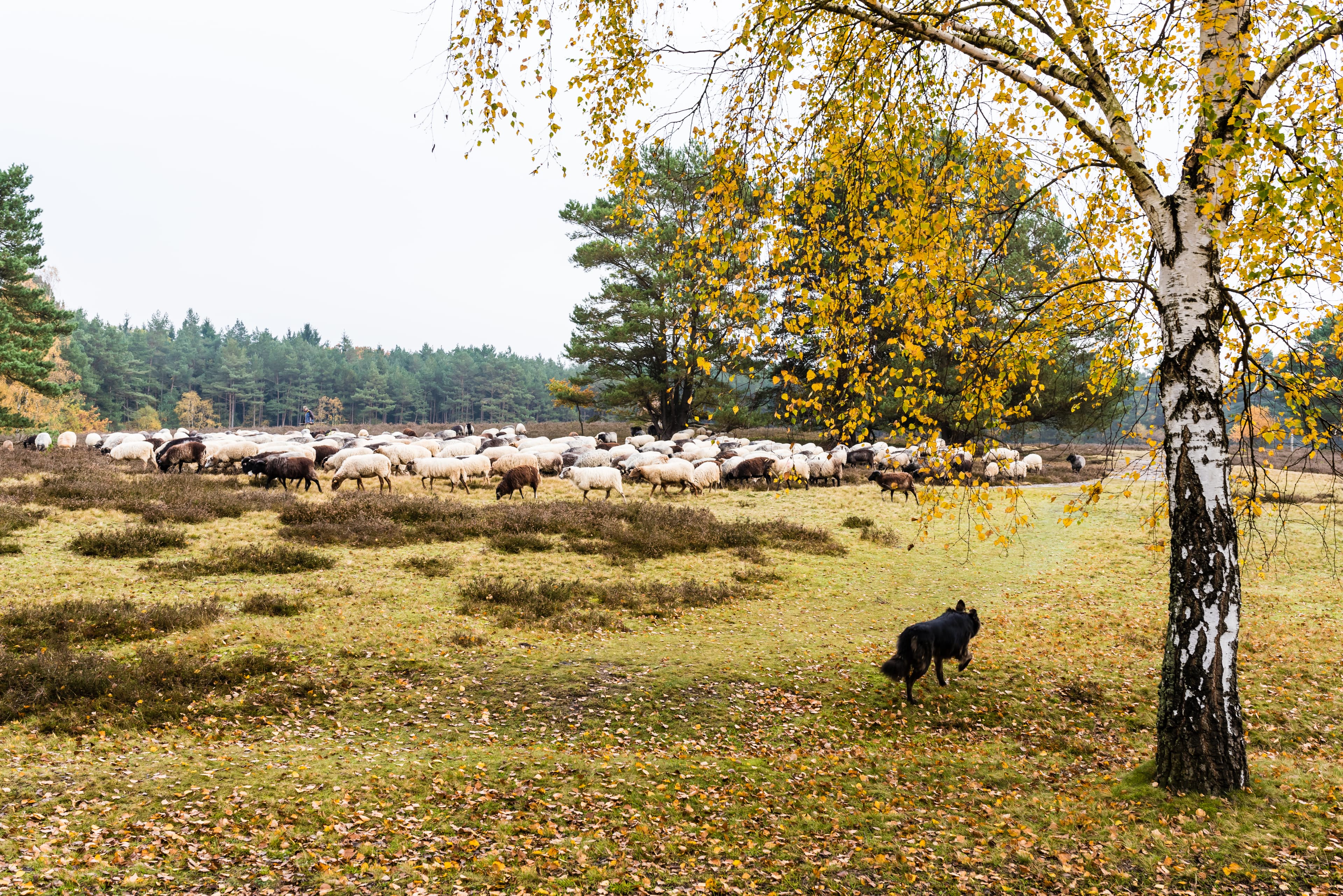 Heidschnucken am Heidschnuckenweg im Herbst in der Lüneburger Heide im Tiefental Hermannsburg