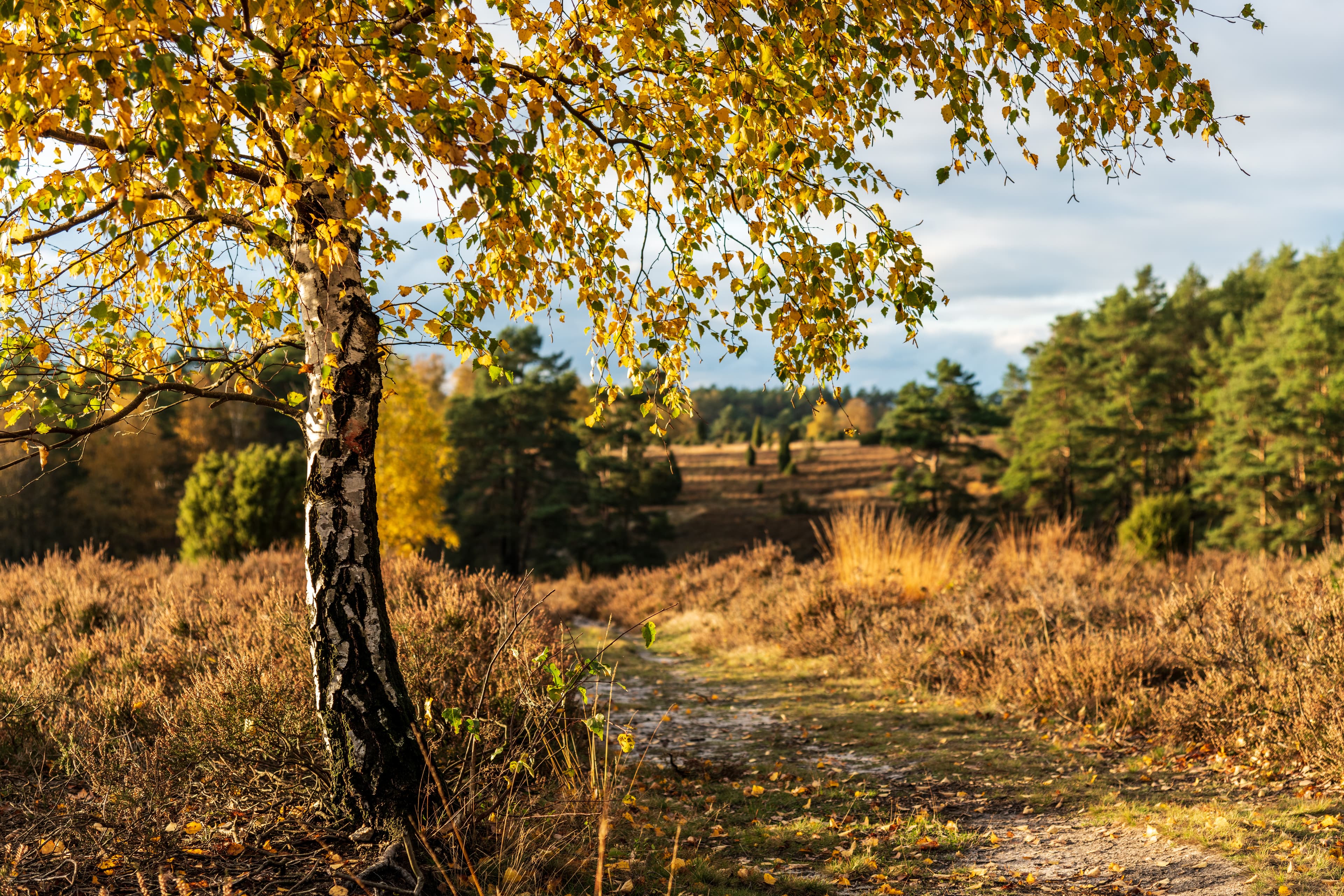 Bunte Birke am Heidschnuckenweg in der Misselhorner Heide Hermannsburg