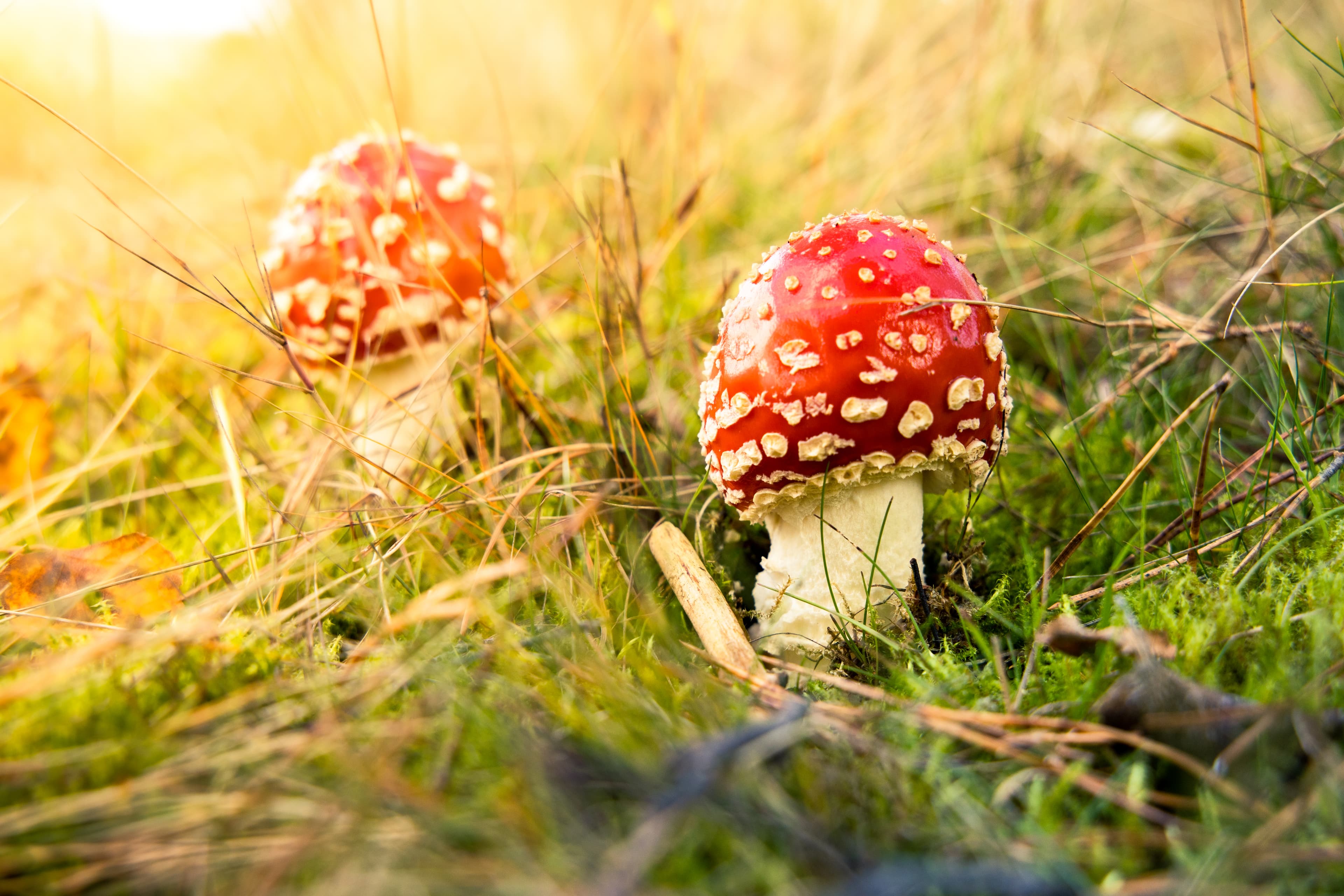 Fliegenpilze in der Oberoher Heide im Herbst am Heidschnuckenweg in der Lüneburger Heide