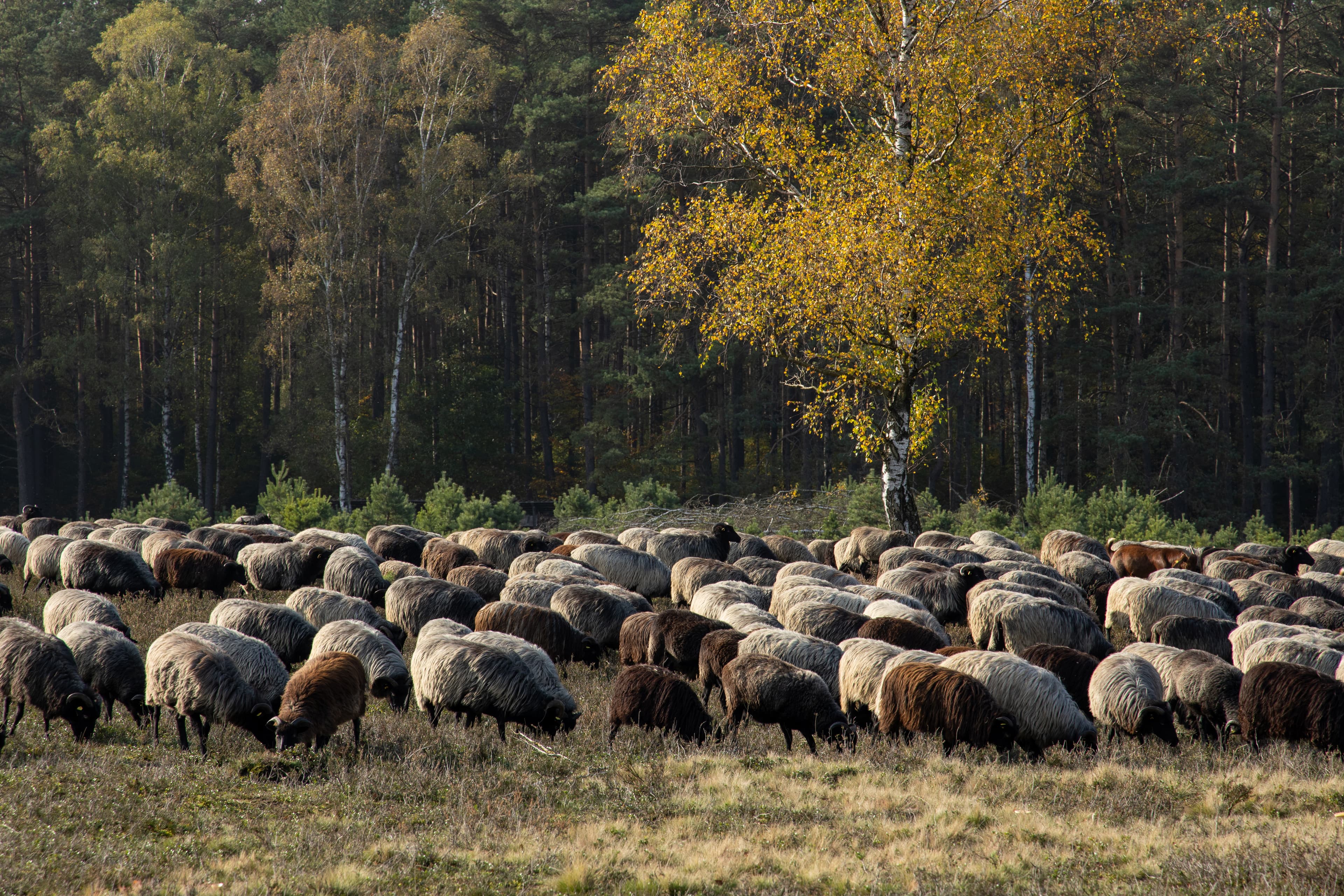 Heidschnucken in der Oberoher Heide am Heidschnuckenweg in der Lüneburger Heide im Herbst