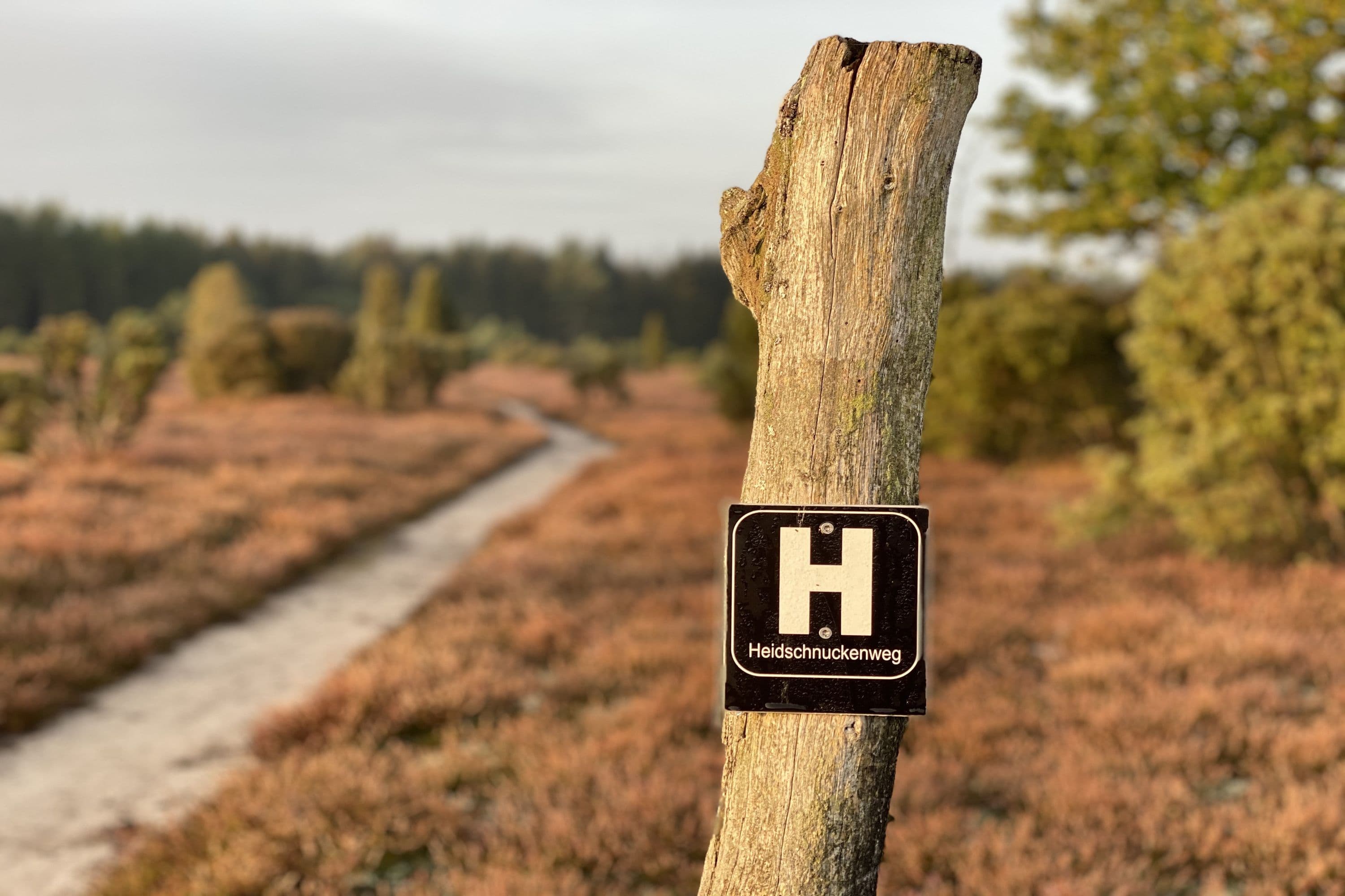 Heidschnuckenweg im Wacholderwald Schmarbeck im Herbst Lüneburger Heide