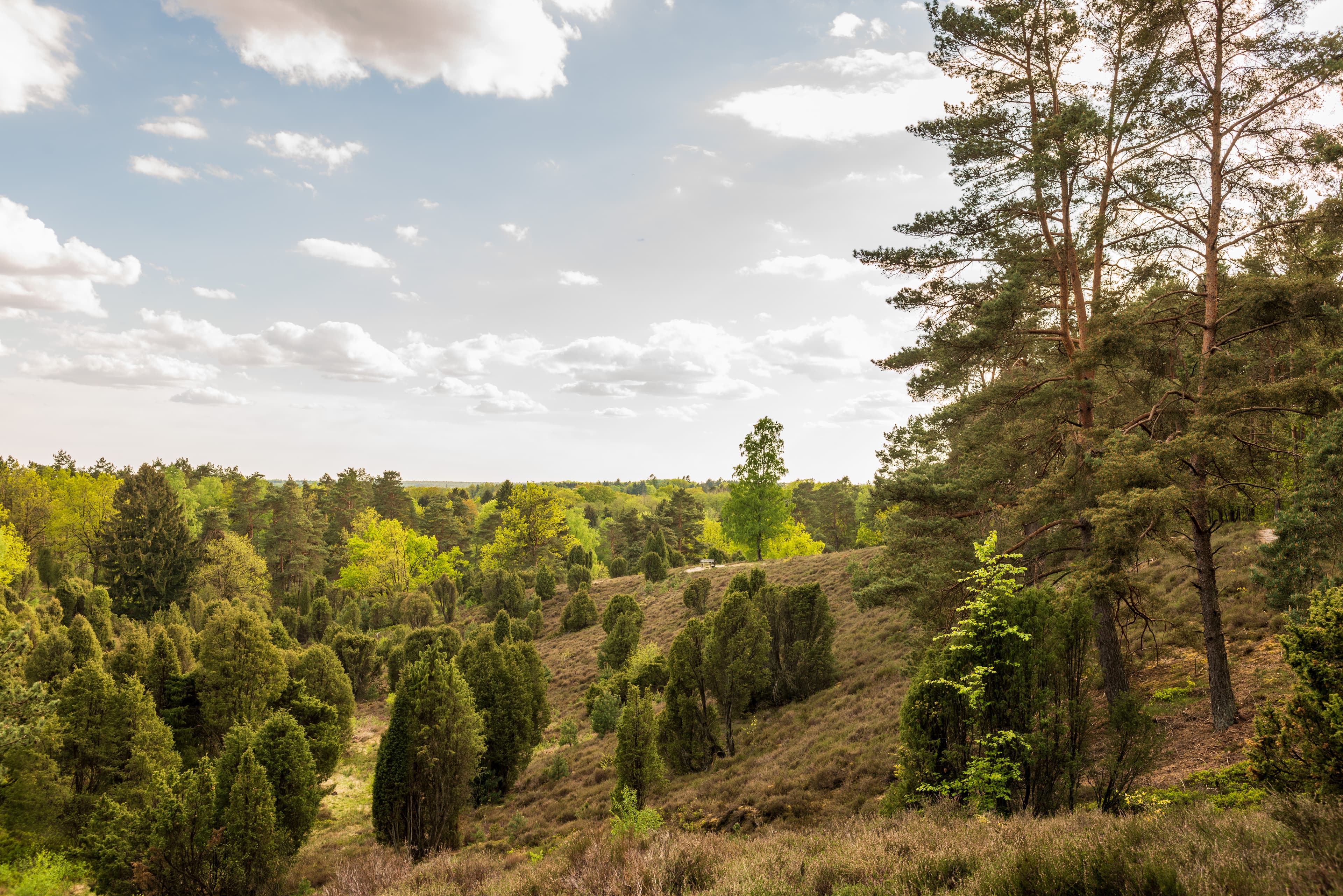 Bispingen Borsteler Schweiz