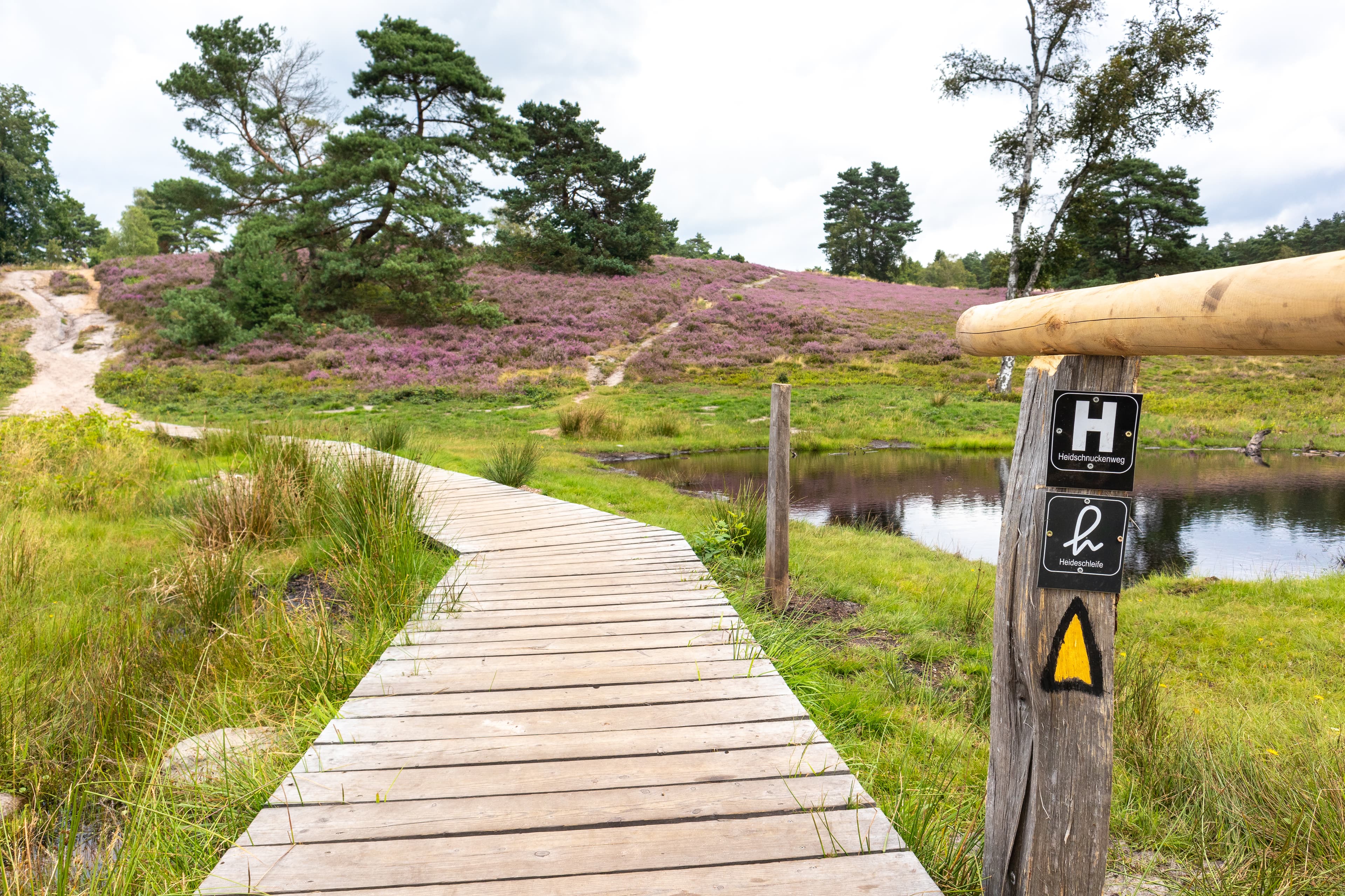 Handeloh Büsenbachtal Heideblüte