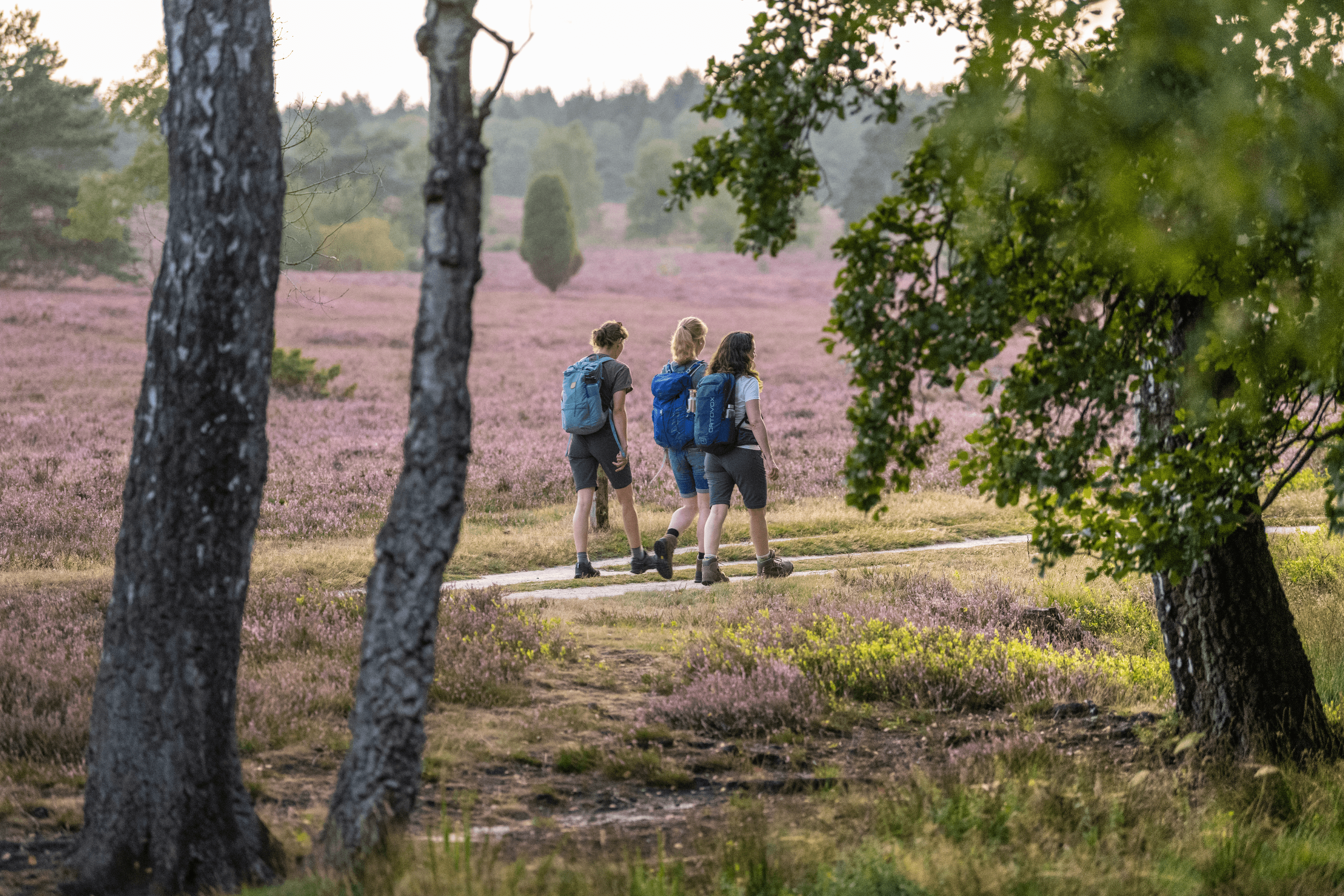 Wanderer auf Wanderweg durch die Heide