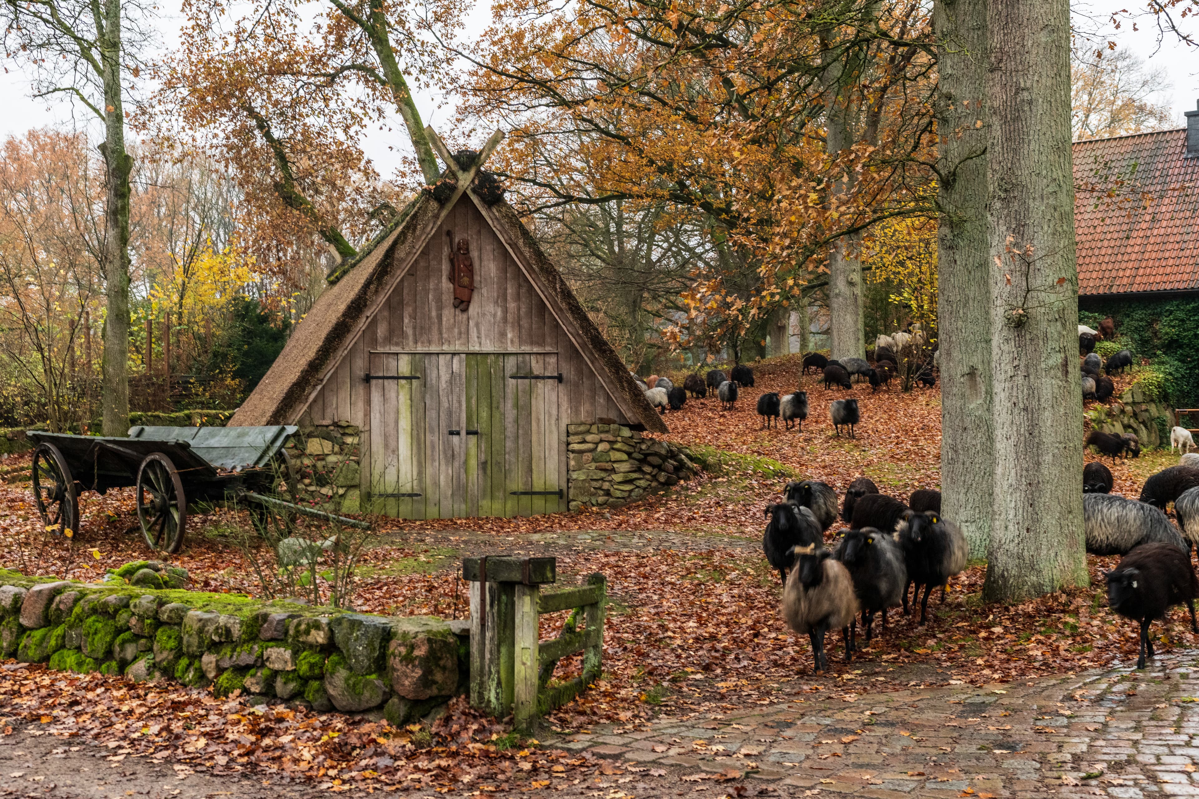 Der Heideort Wilsede im Herbst mit Heidschnucken
