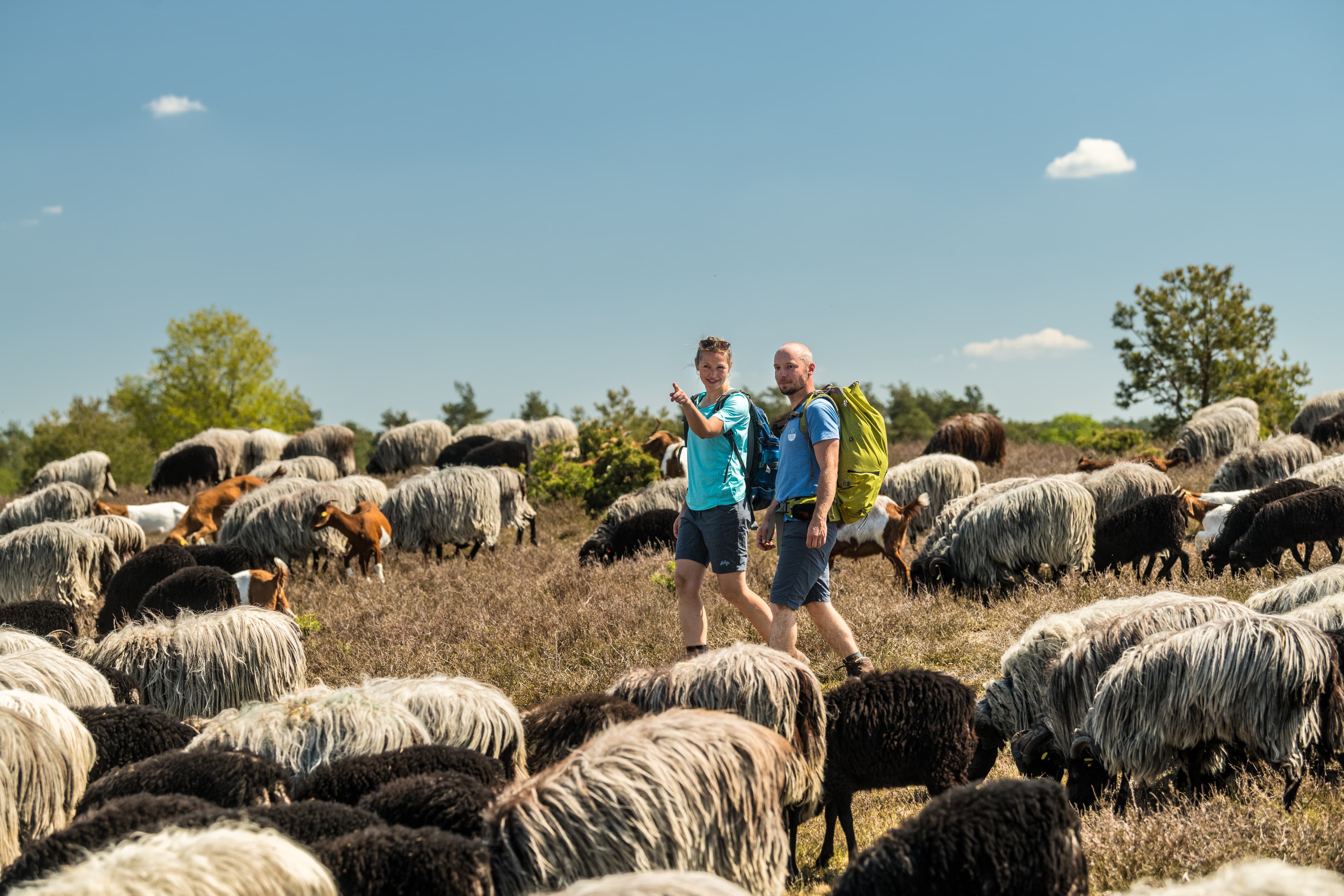 Wanderer inmitten einer Heidschnuckenherde am Tütsberg