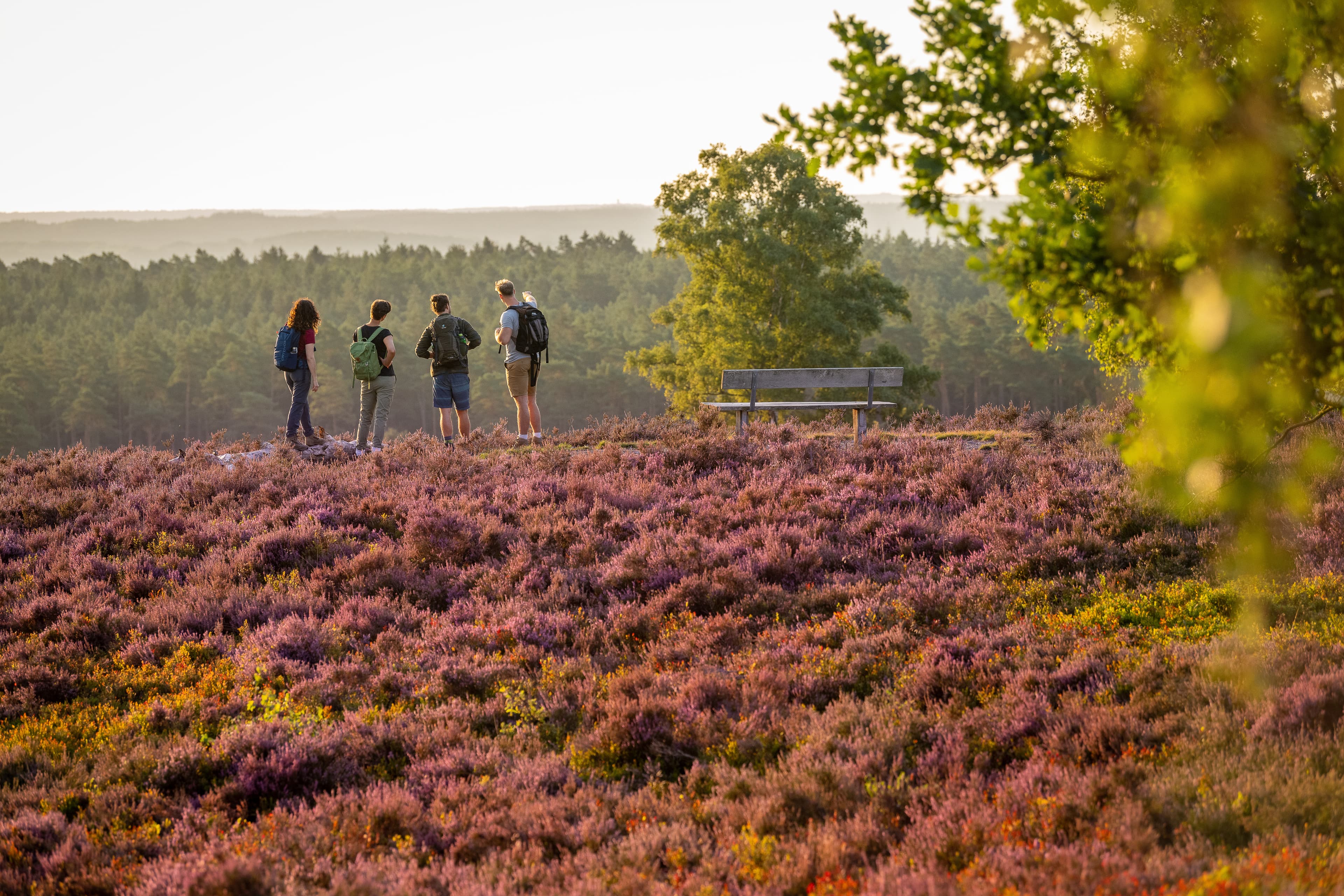 Wanderer inmitten der Lüneburger Heide überblicken die Landschaft