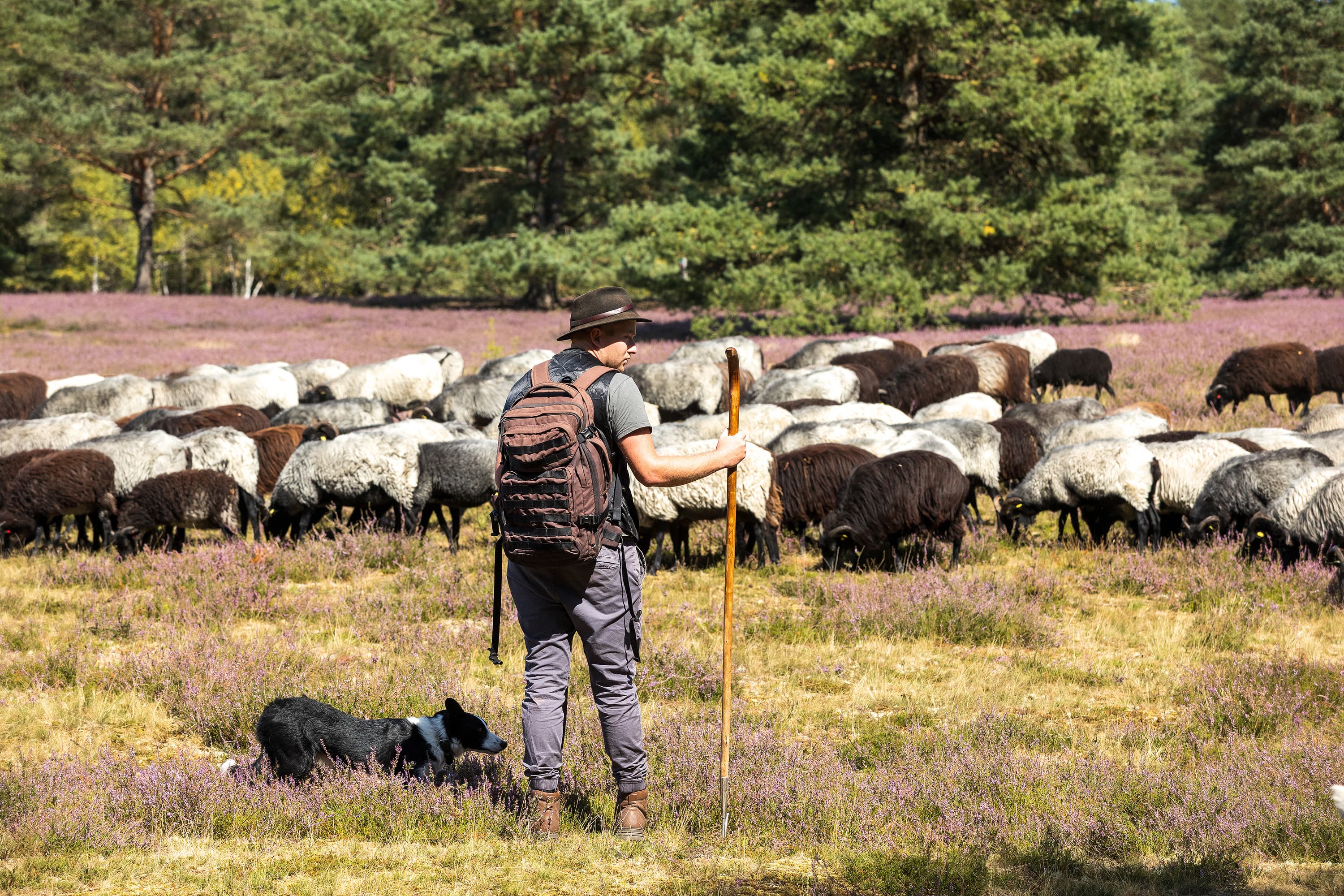 Schäfer mit Heidschnuckenherde in der Misselhorner Heide bei Hermannsburg