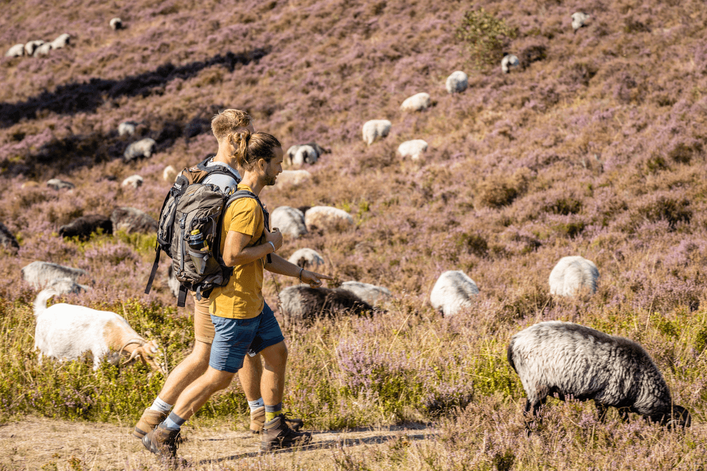 Heidschnucken am Brunsberg bei Sproetze