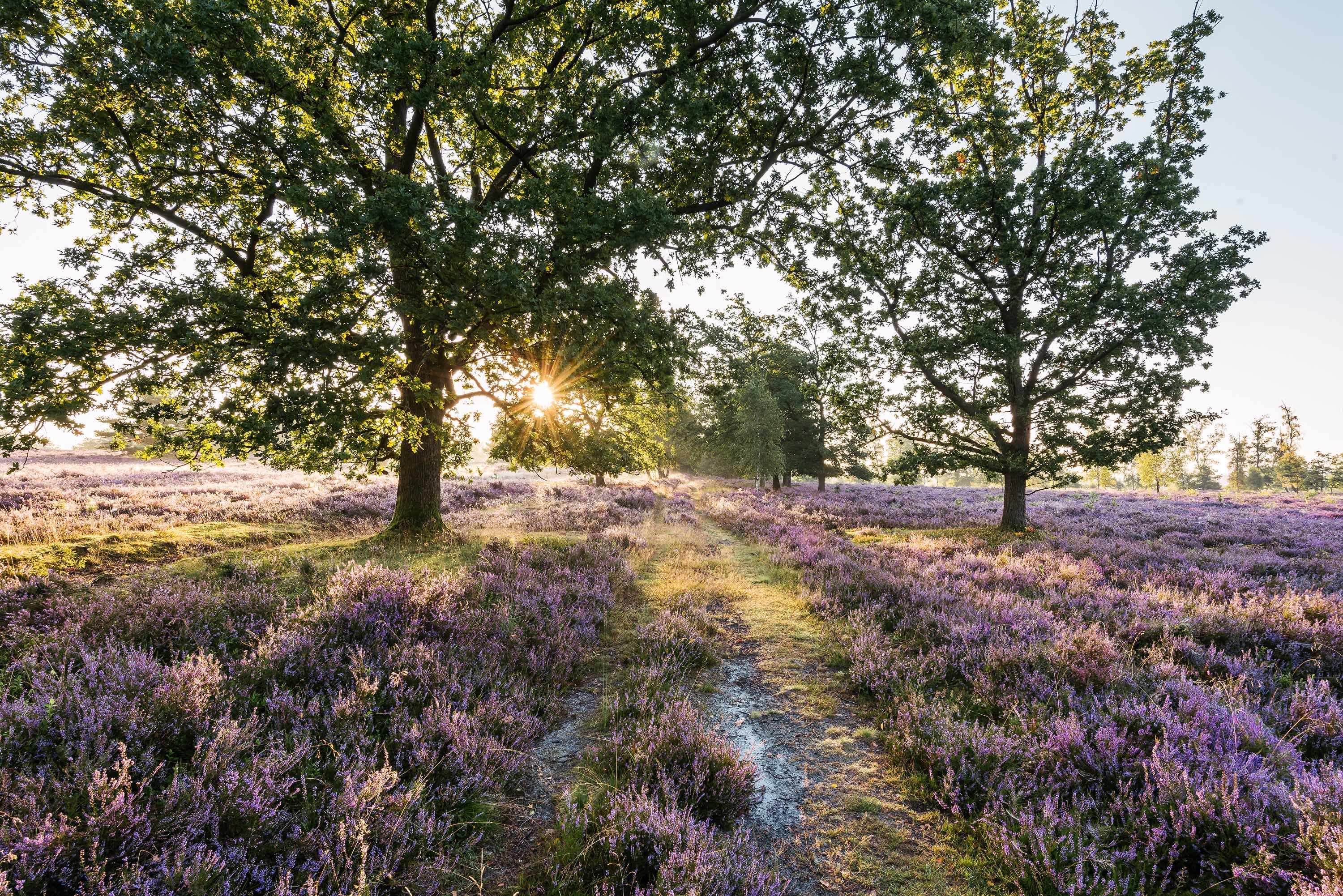 Heideweg im Morgenlicht als Symbol für das Wanderevent Lüneburger Heide 2026