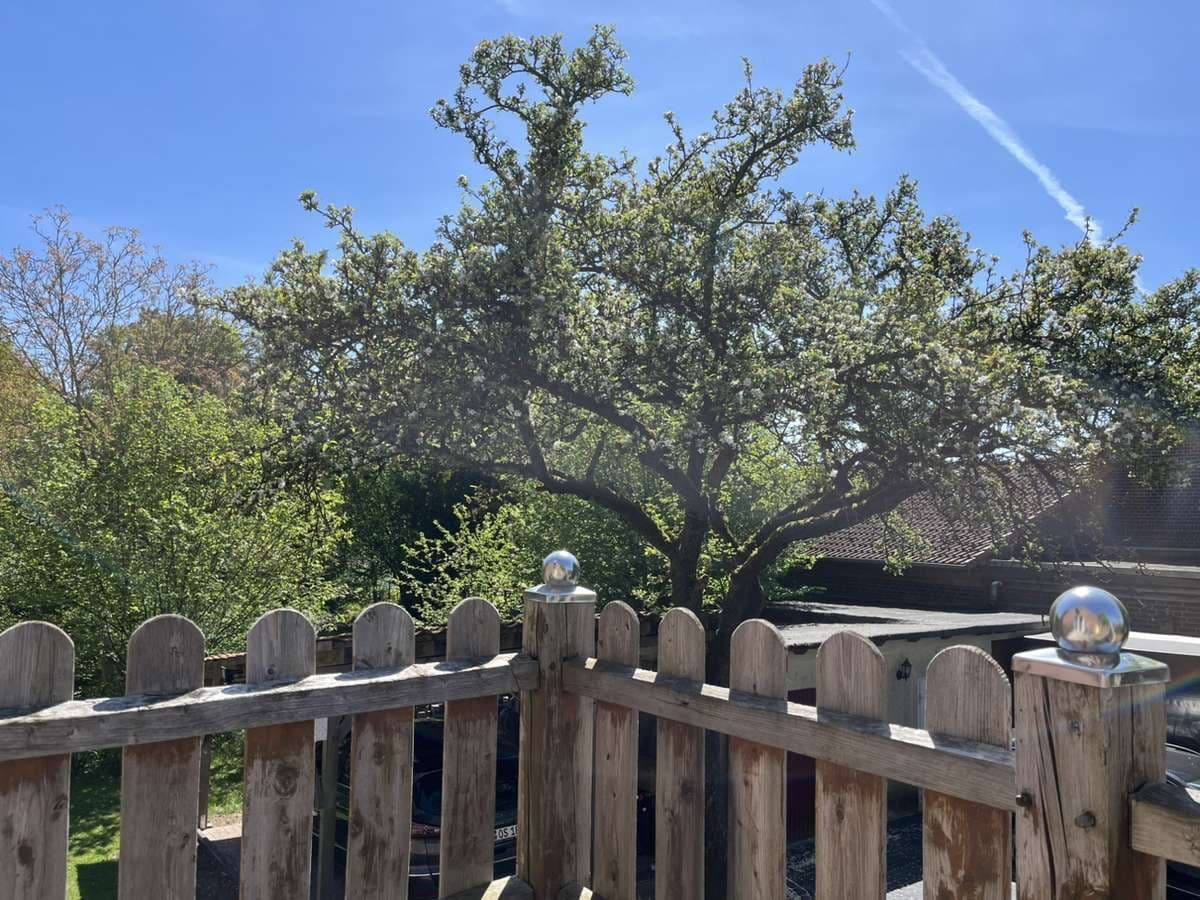 Blick vom Balkon über das Holzgeländer auf großen Baum und blauen Himmel