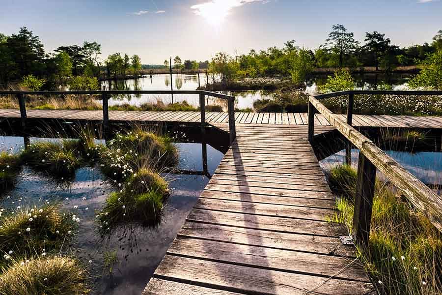 Der Rundweg im Pietzmoor führt über die Bohlenwege
