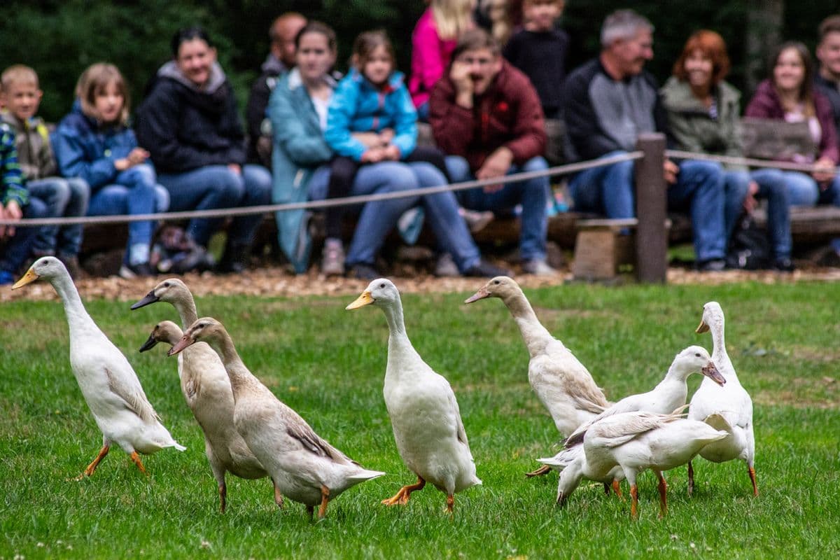 Wildpark Müden - Tierisch nah dran!