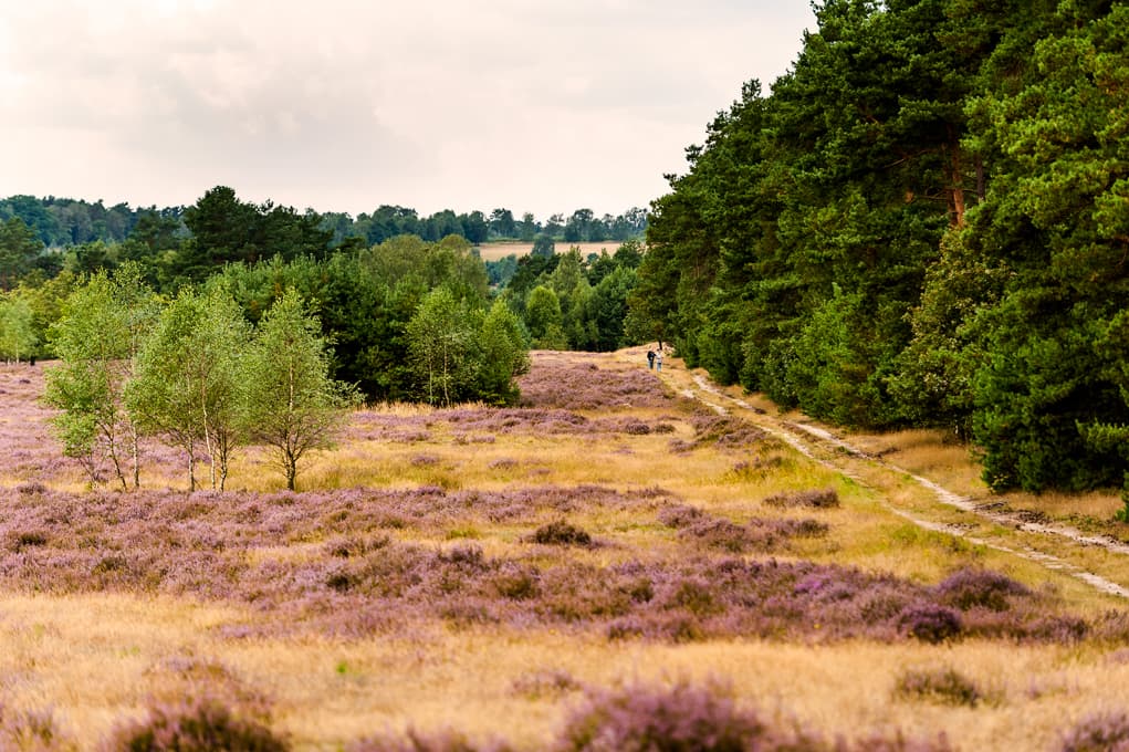 Blühende Behringer Heide mit Birken, Kiefernwald und sandigem Weg.
