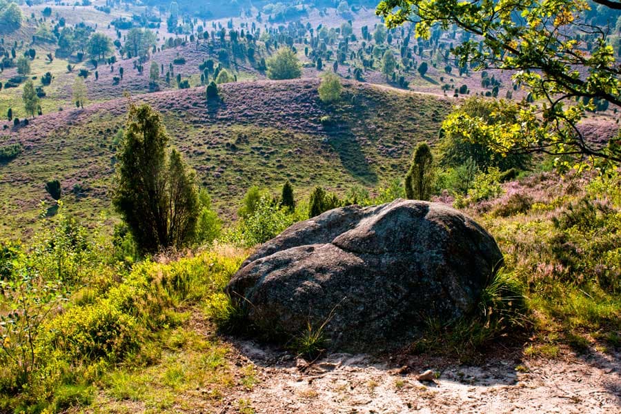 Findlinge prägen den Totengrund genauso, wie Wacholder