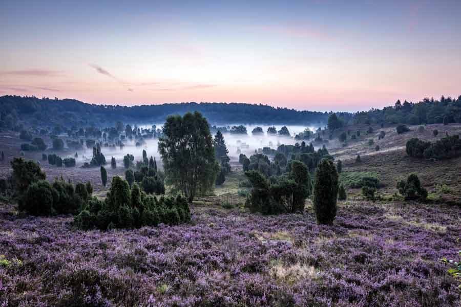Naturschutzgebiet Lüneburger Heide mit dem Totengrund