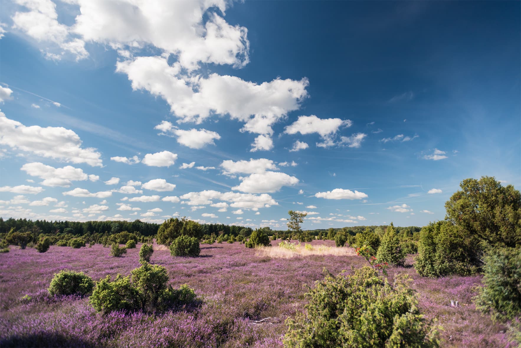 Der größte Wacholderwald Norddeutschlands in Schmarbeck