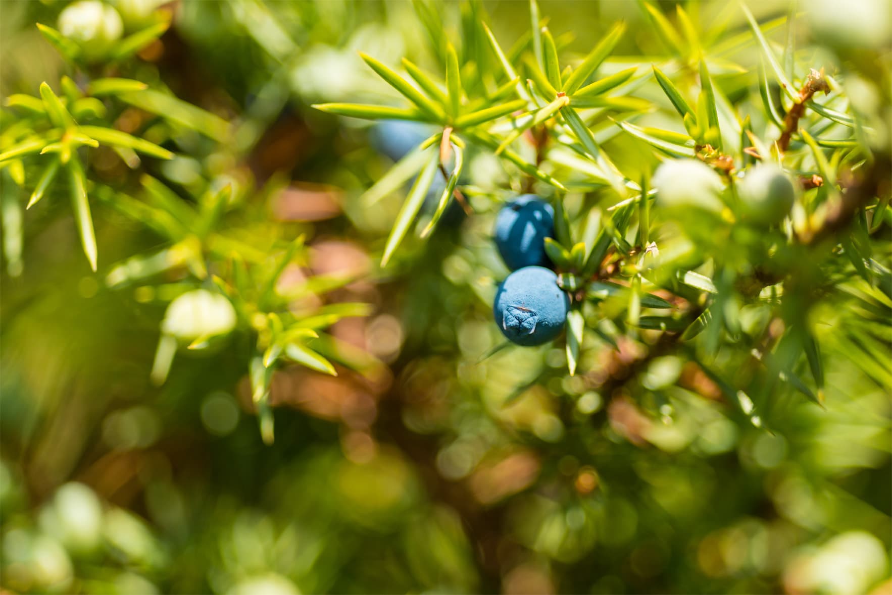 Wacholderbeeren wachsen in der Lüneburger Heide