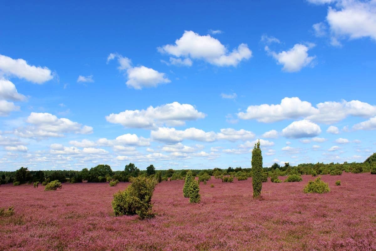 Wacholderwald Schmarbeck, Müden (Örtze), Naturpark Südheide