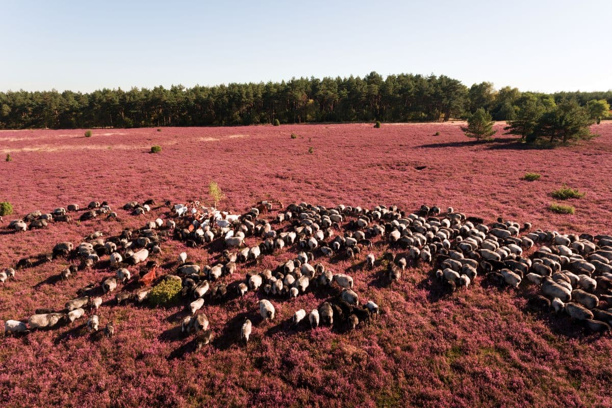 Wacholderwald Schmarbeck, Schnuckenherde