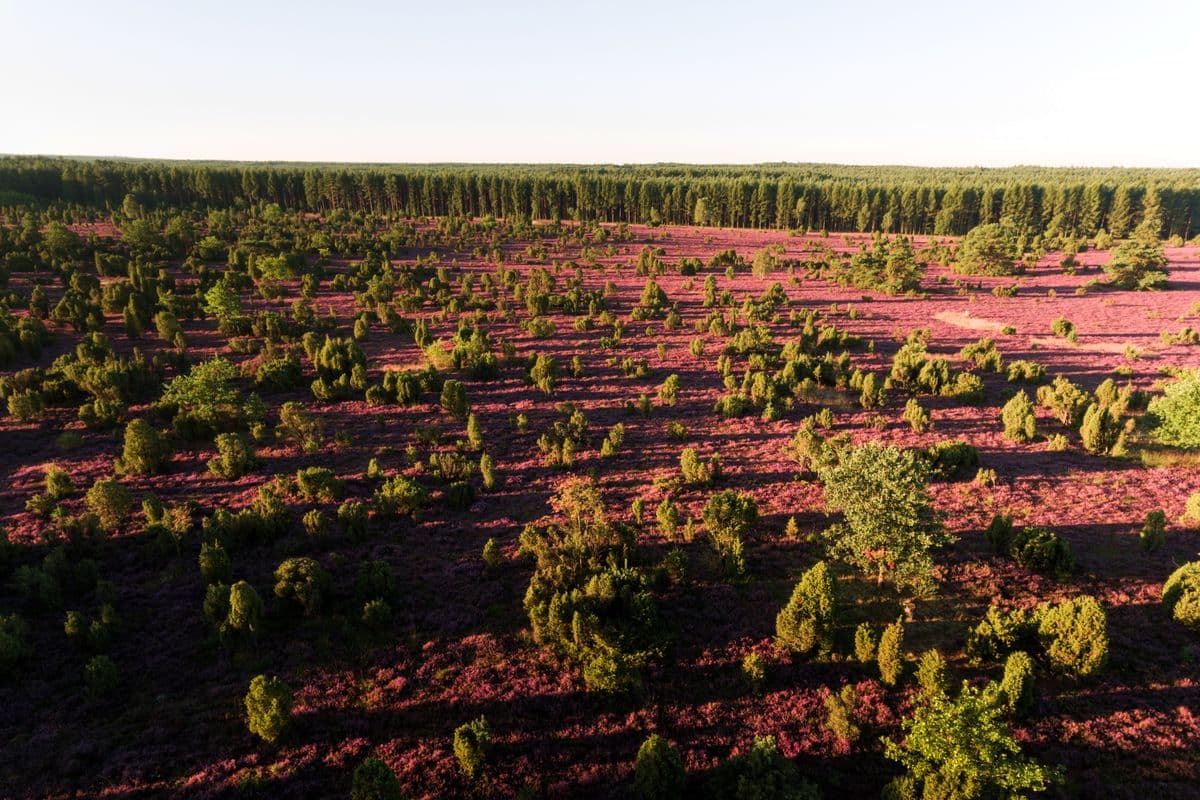 Wacholderwald Schmarbeck, Drohne