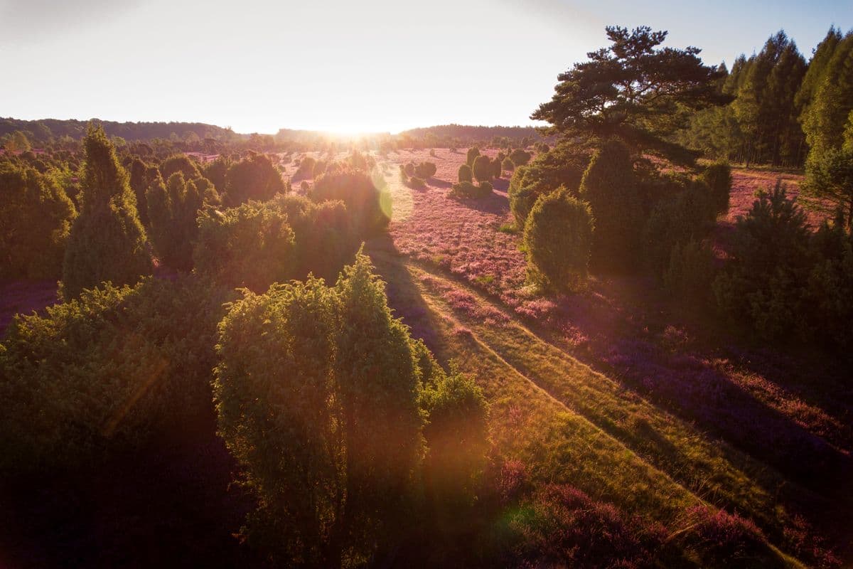 Wacholderwald Schmarbeck, Mueden (Oertze), Suedheide