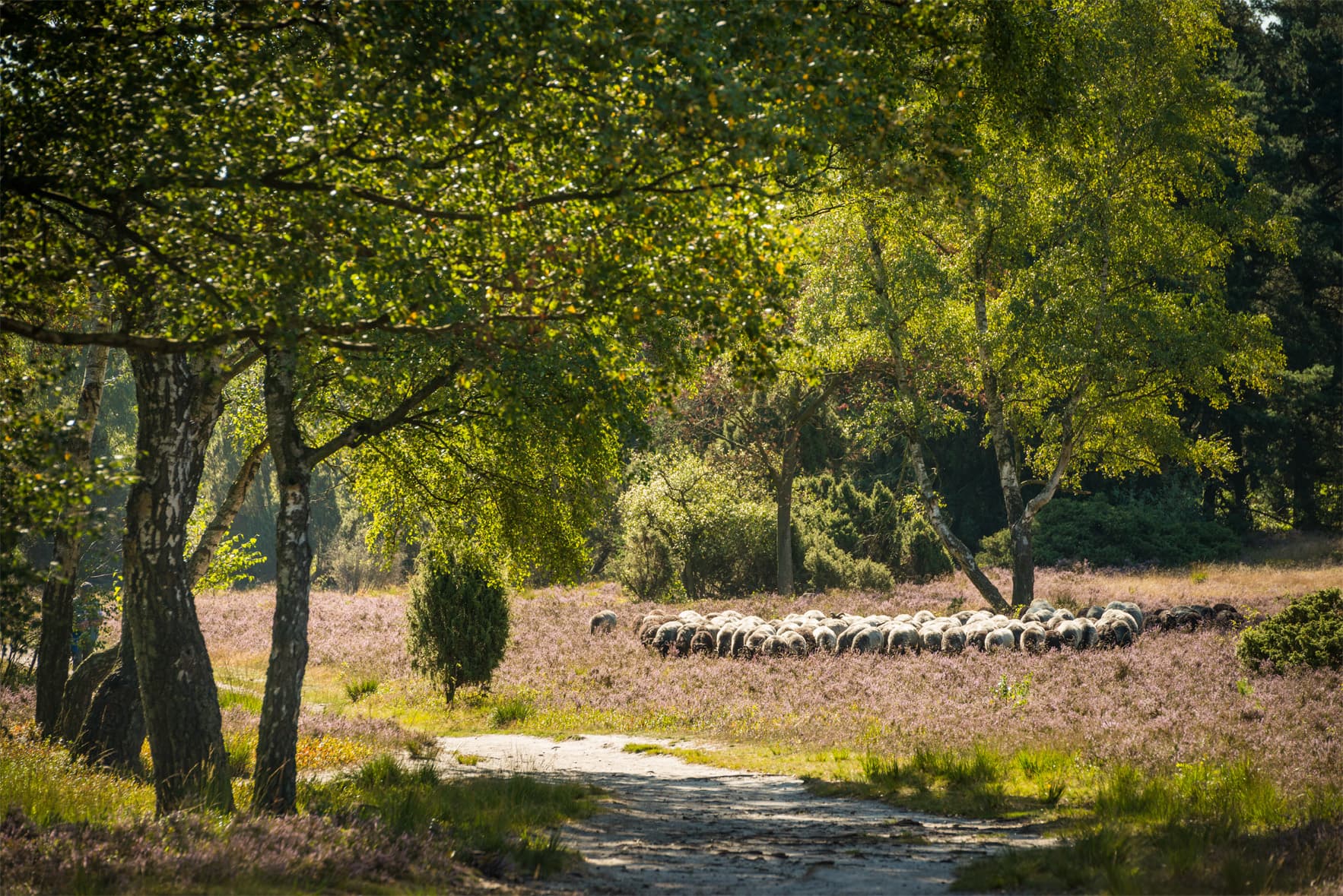 Büsenbachtal Handeloh Heidschnuckenherde sehenswuerdigkeit lueneburger heide