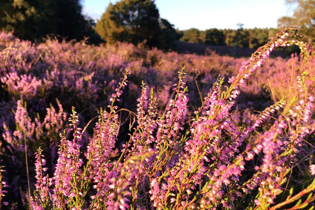 Büsenbachtal Handeloh Besenheide