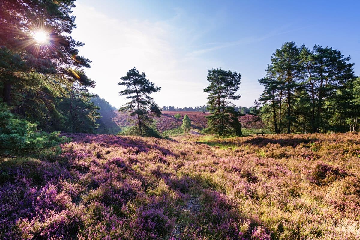 Tiefental, Misselhorner Heide, Hermannsburg