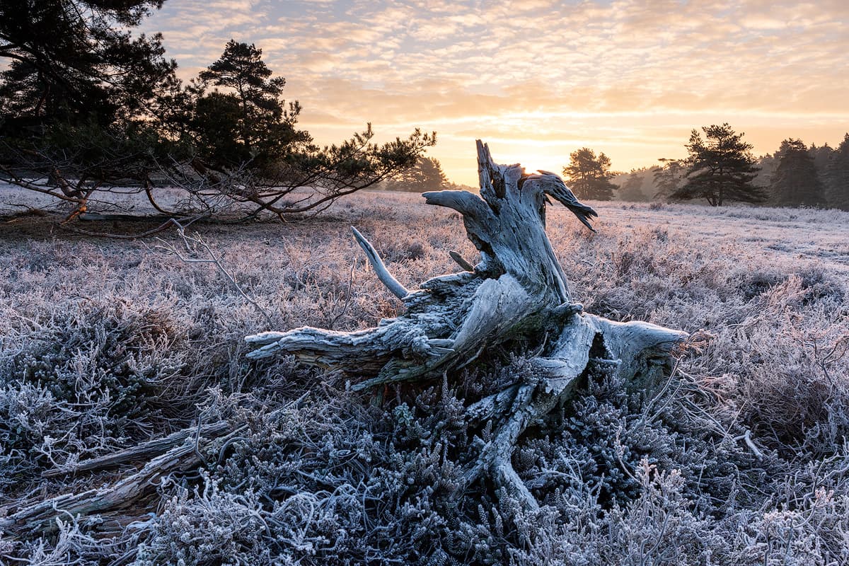 Winter in der Misselhorner Heide