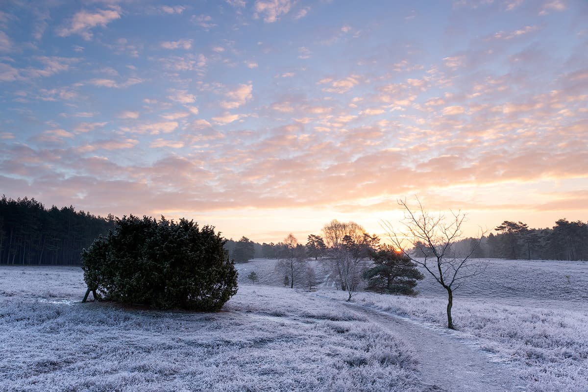 Winter in der Misselhorner Heide