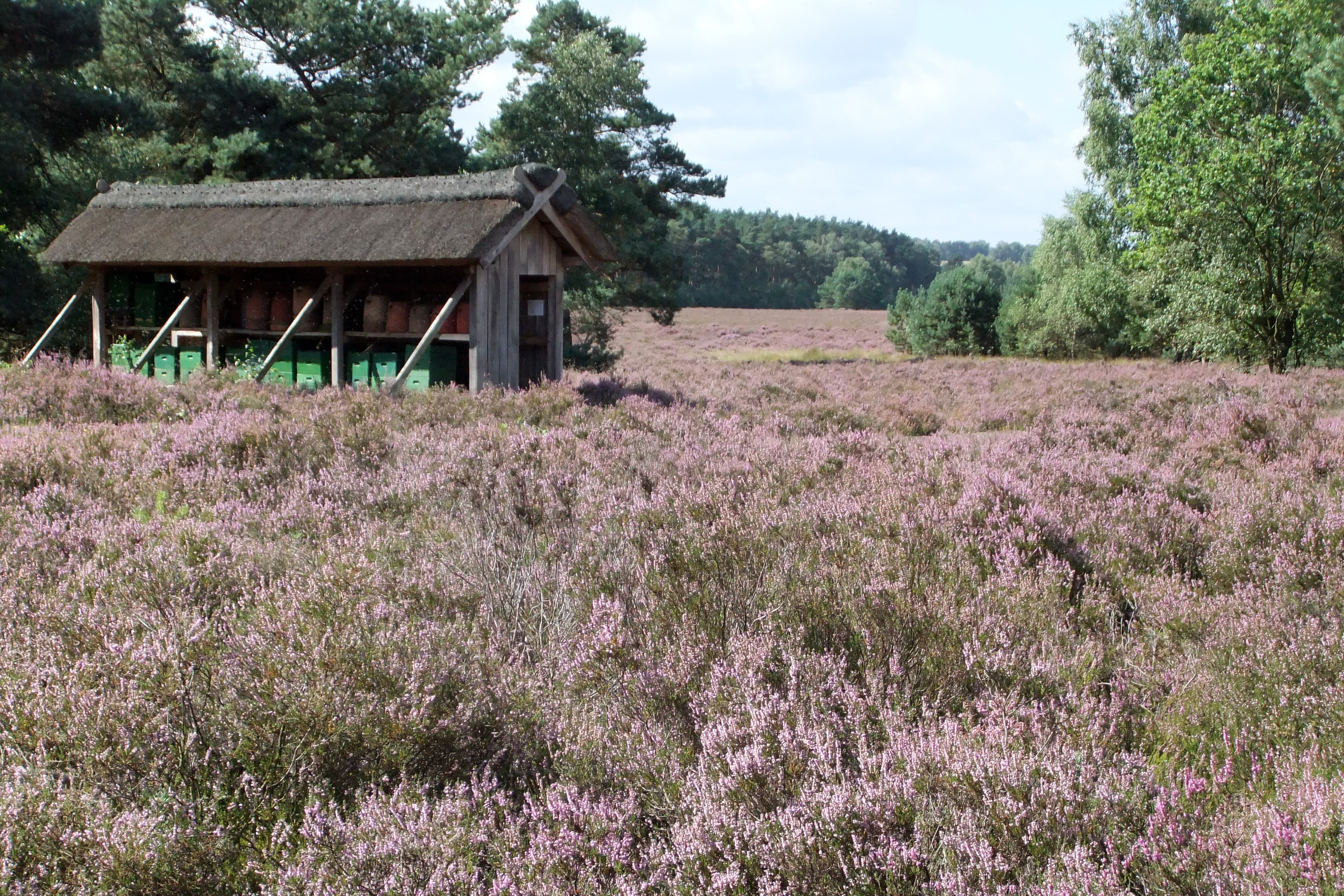 Bienenzaun in blühender Behringer Heide in Bispingen am Heidschnuckenweg
