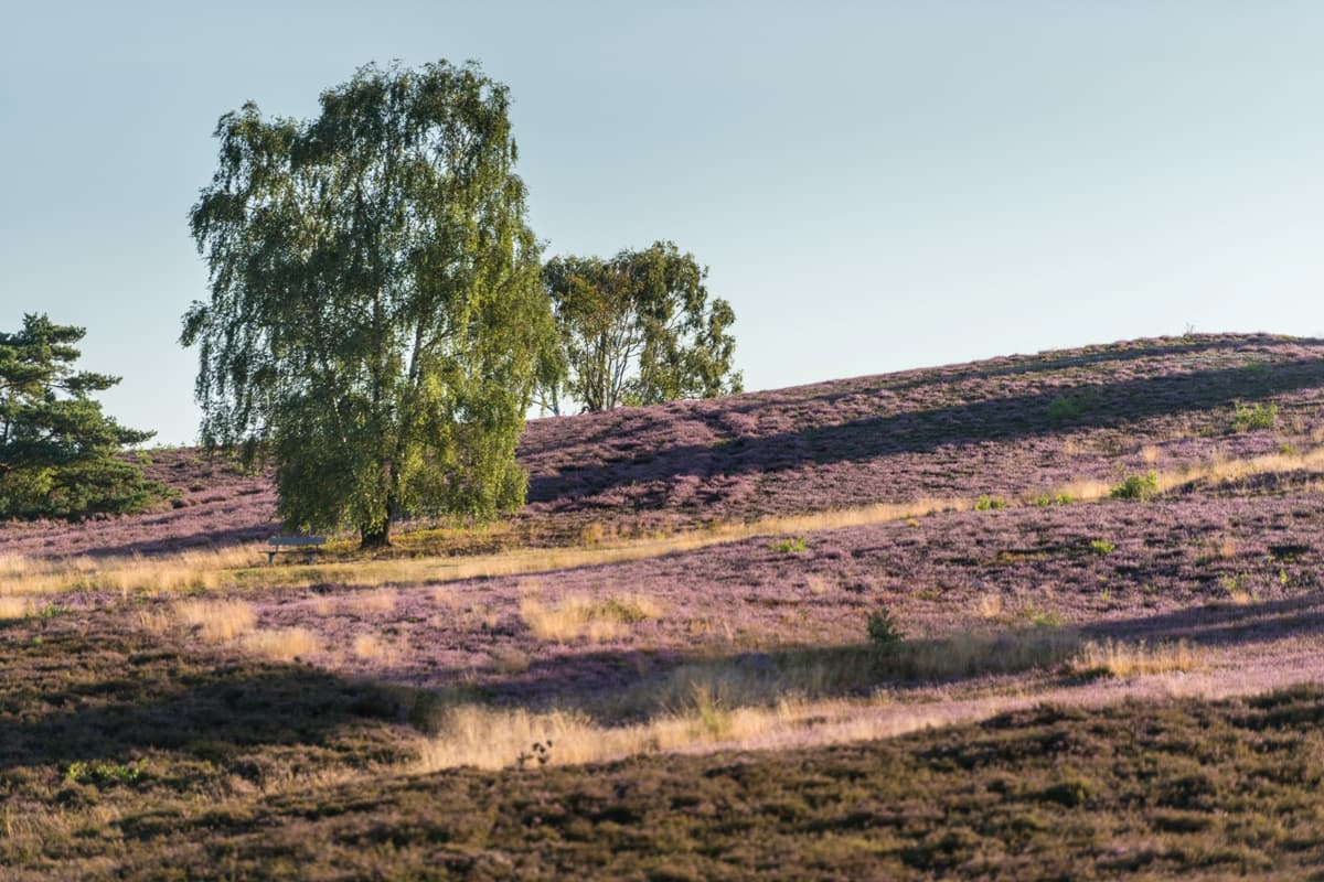 Der Brunsberg liegt bei Buchholz in der Nordheide