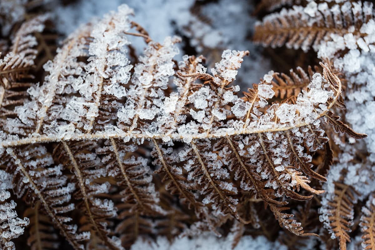 Winter am Angelbecksteich