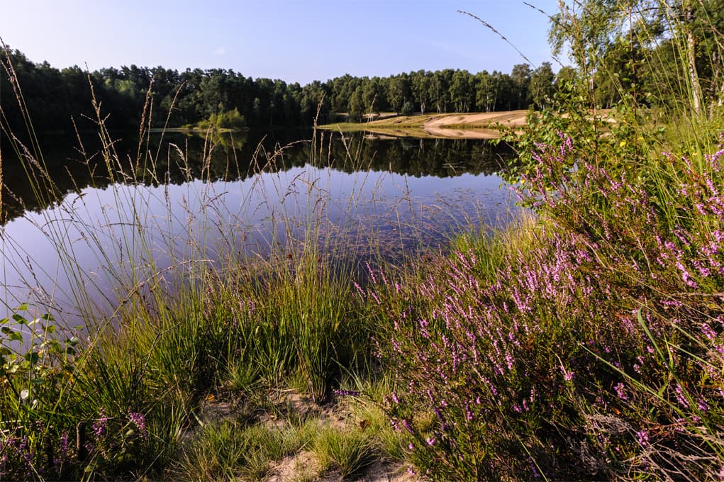 Oberoher Heide bei Müden Kieselgur Teich am Heidschnuckenweg