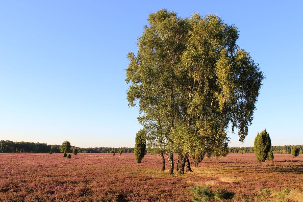 Oberoher Heide bei Müden (Örtze), Naturpark Südheide