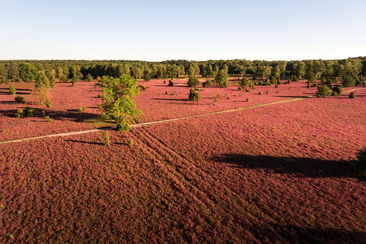 die oberoher heide bei mueden aus der luft