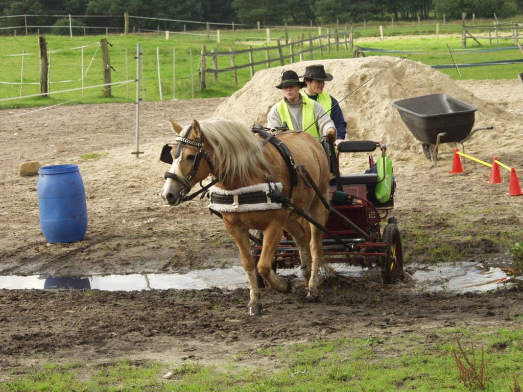 arbeitssam, ausdauernd und geduldig freut sich Askana auf Einzeltraining und ermöglicht Fahranfängern erste Runden im Gelände