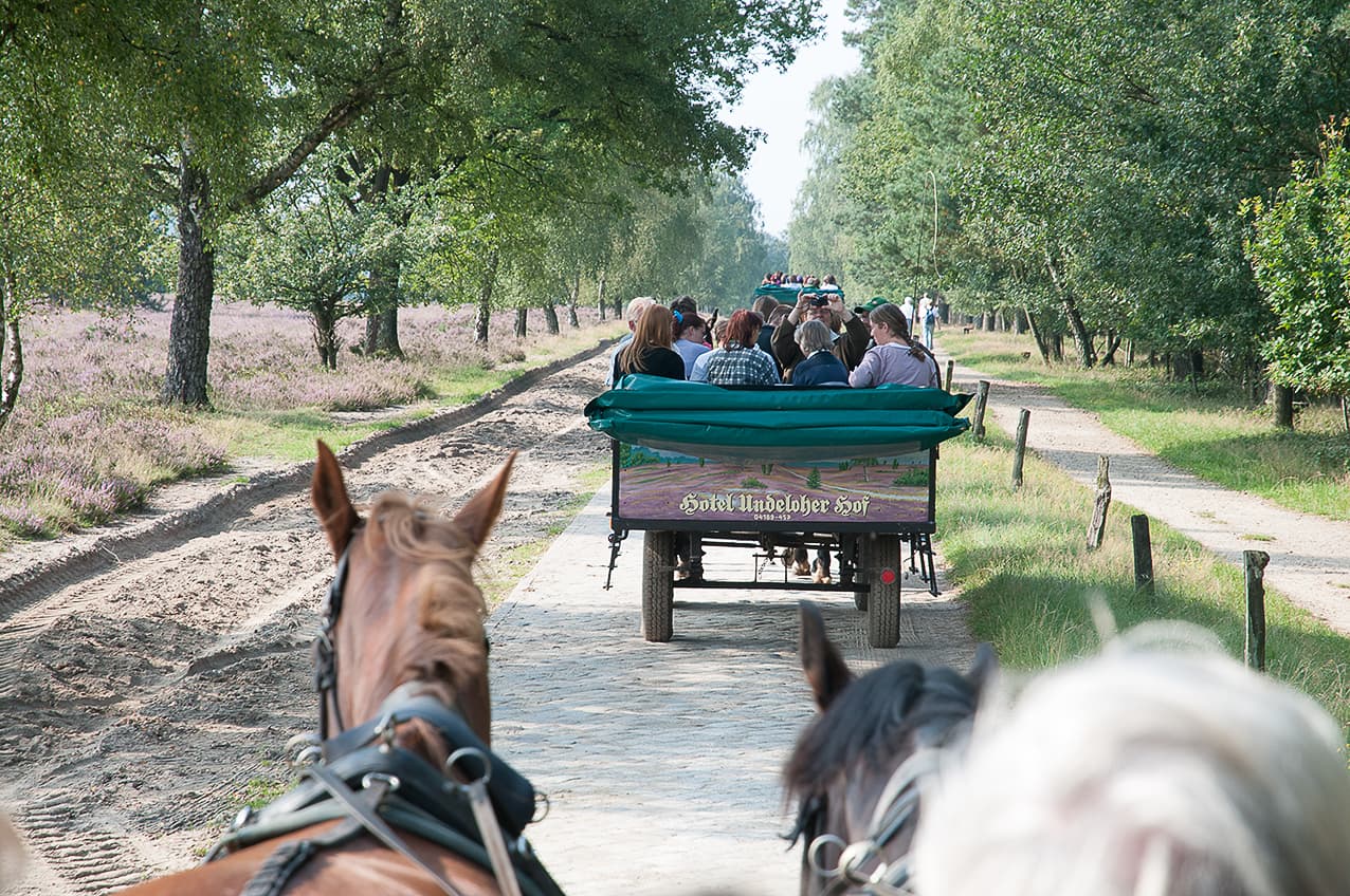 Kutsche in der Heide
